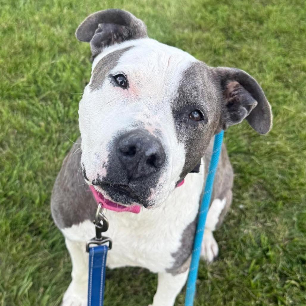 Enlarge Iggy (fka Itchy), a Adoptable mixed breed in Spring Hill, KS image 3/5