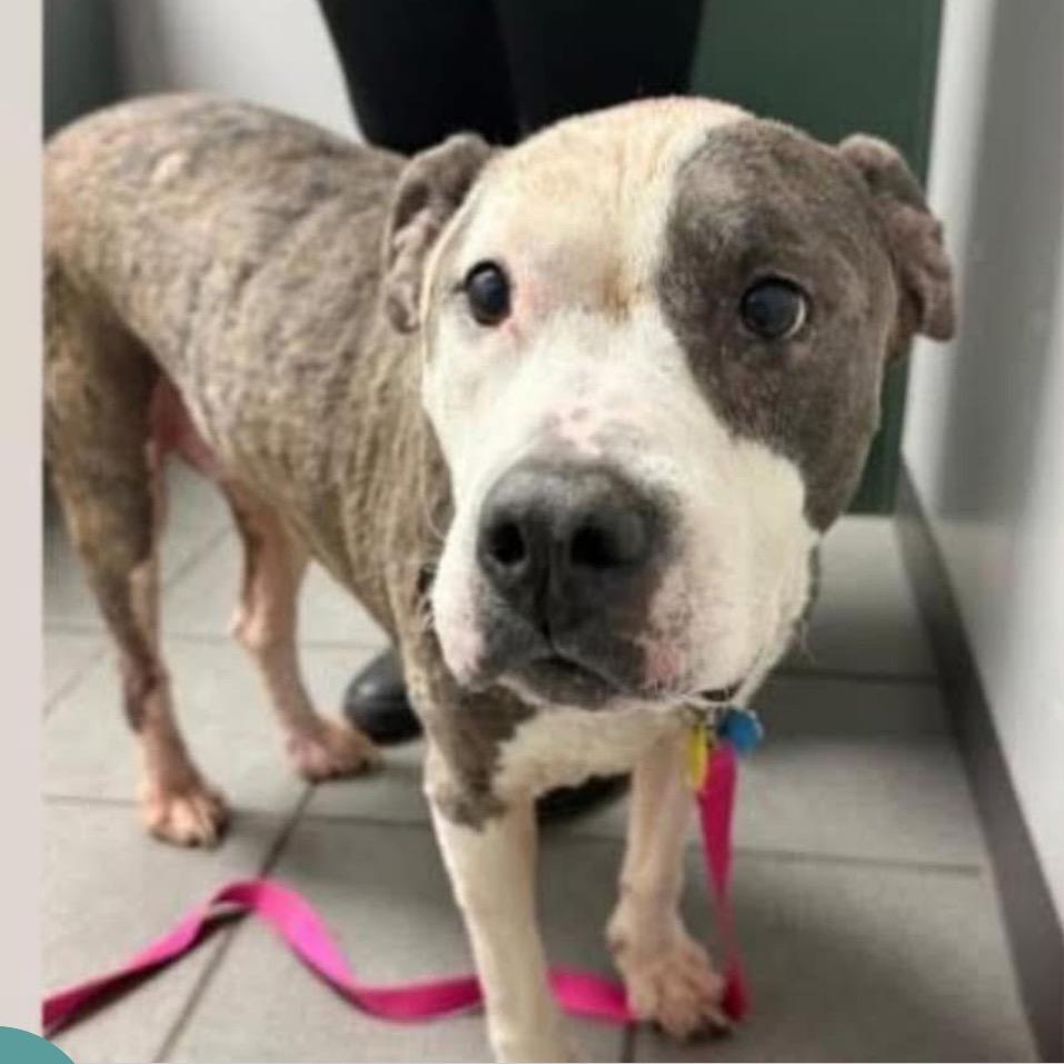 Enlarge Iggy (fka Itchy), a Adoptable mixed breed in Spring Hill, KS image 4/5