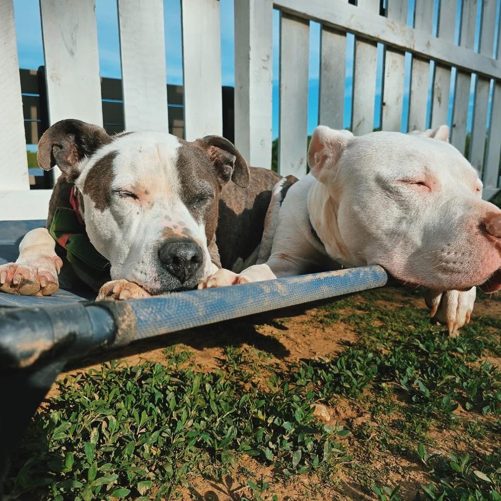 Enlarge Iggy (fka Itchy), a Adoptable mixed breed in Spring Hill, KS image 5/5