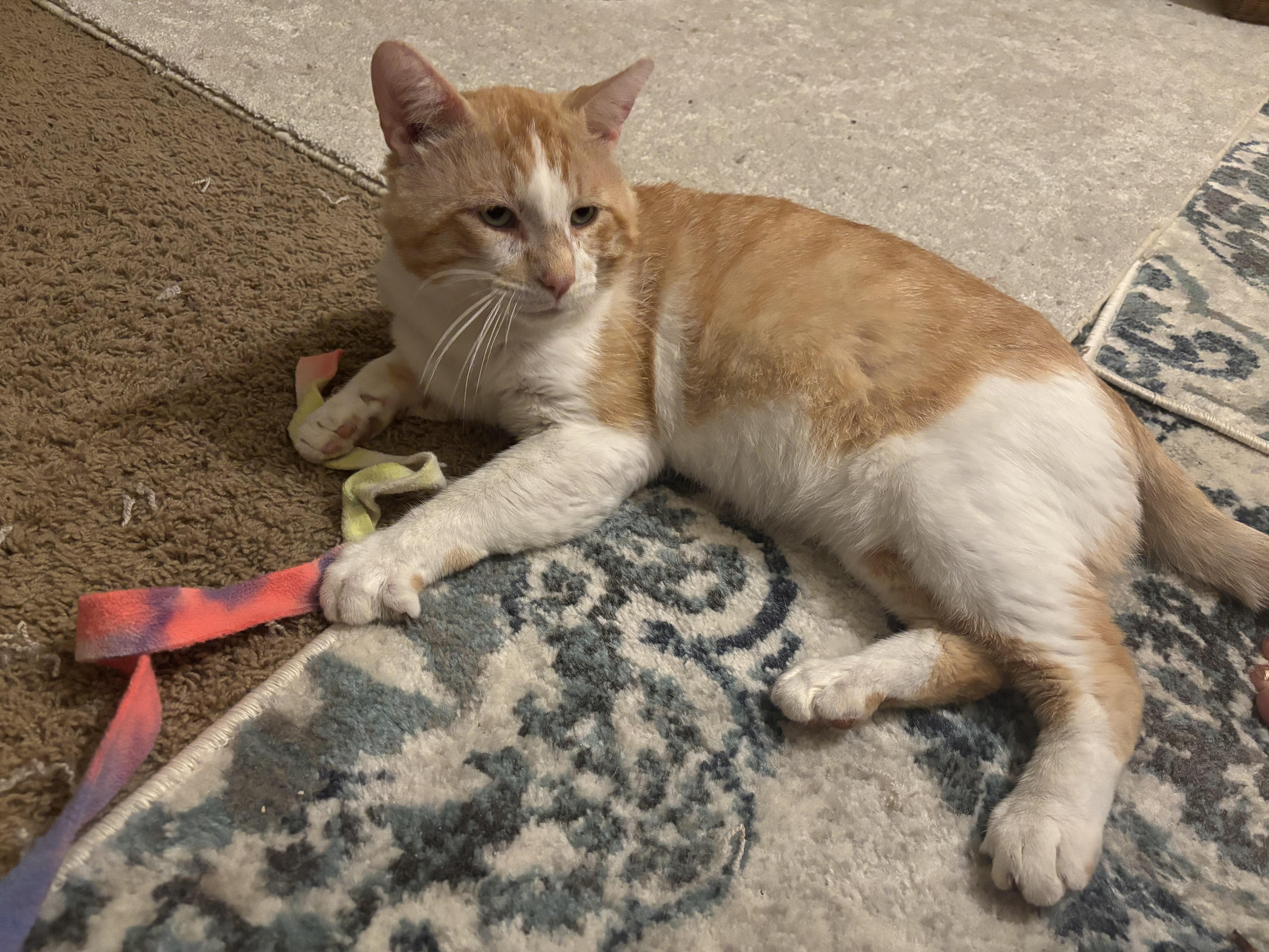 Donny, an adopted American Shorthair in Springdale, AR image 4/6