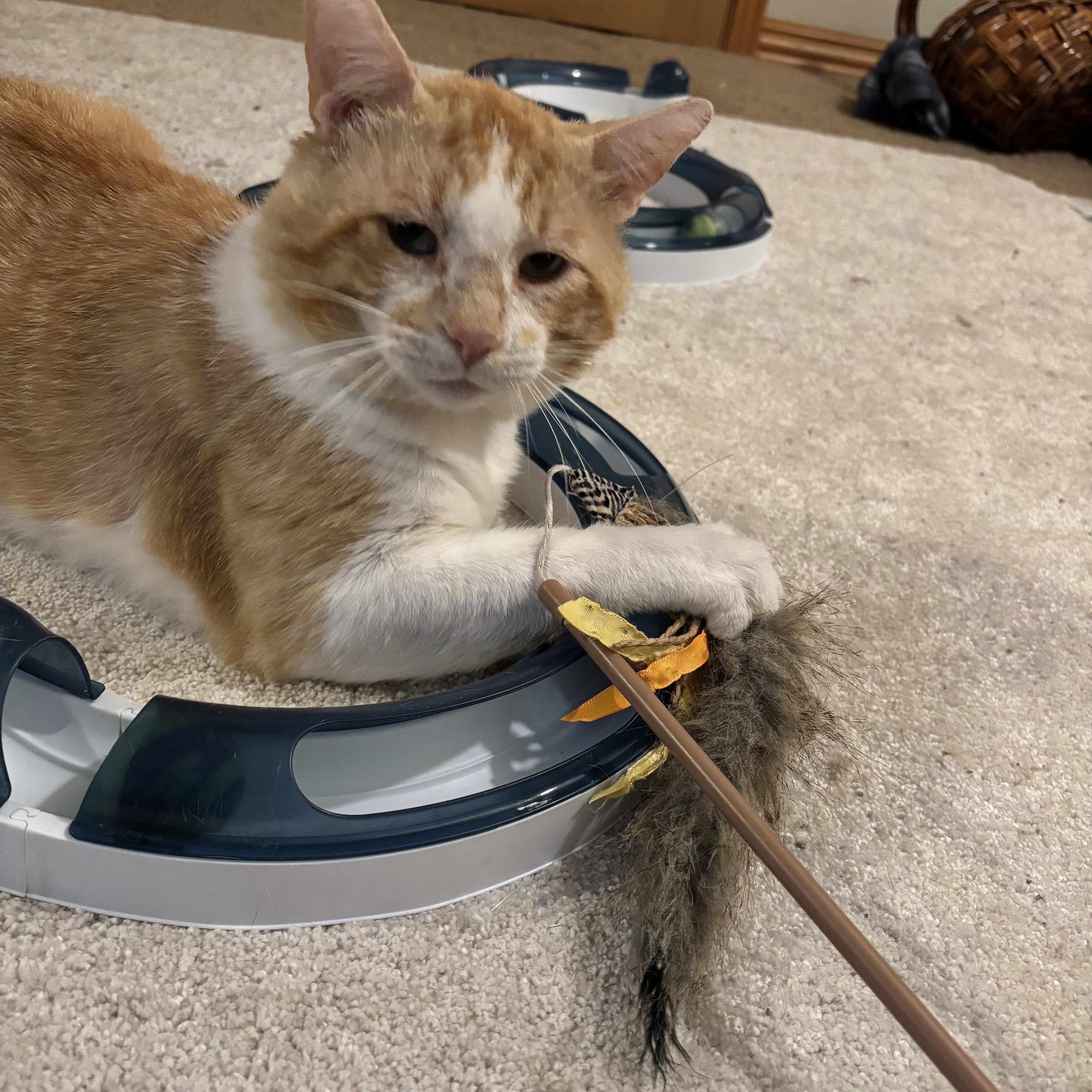 Donny, an adopted American Shorthair in Springdale, AR image 1/6