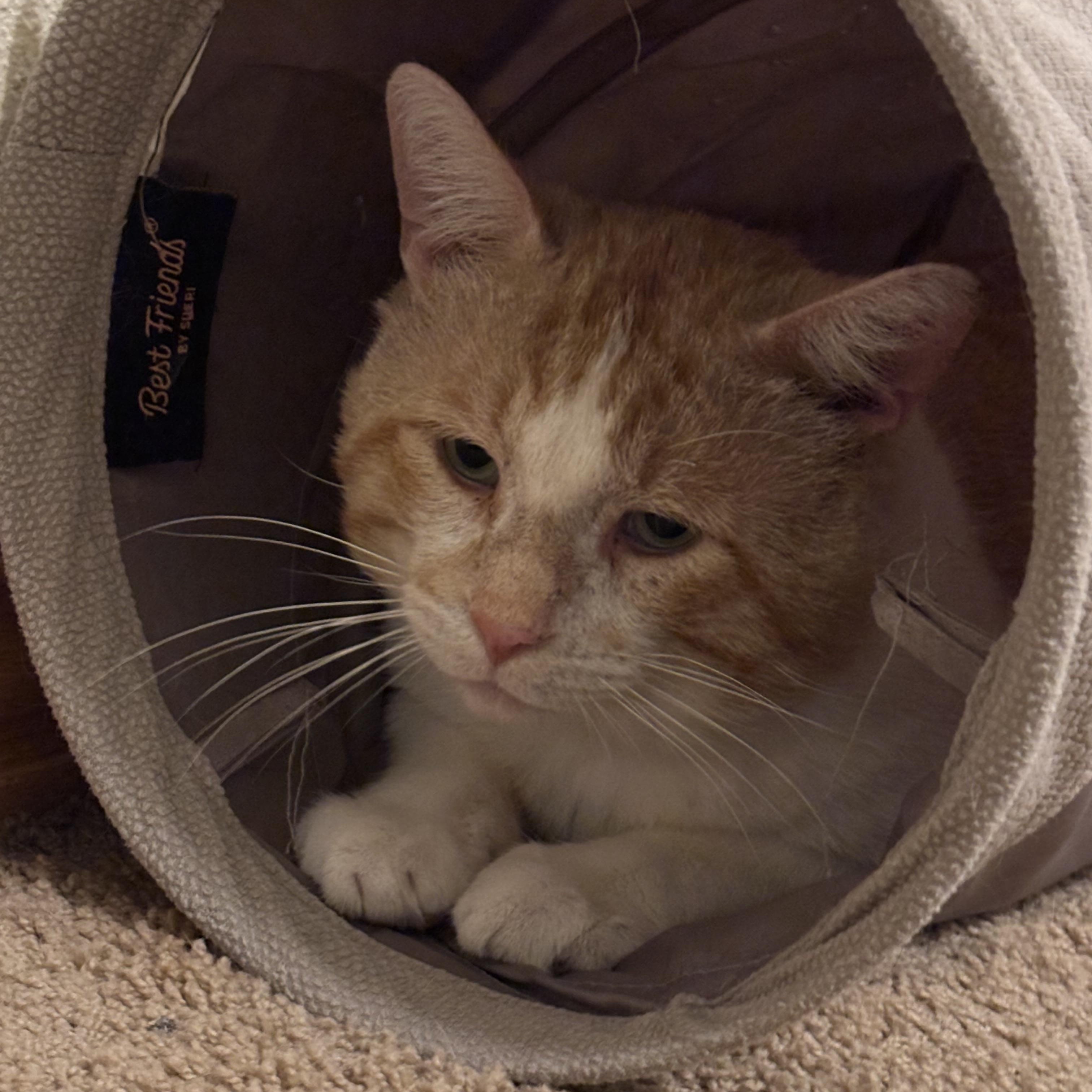 Donny, an adopted American Shorthair in Springdale, AR image 5/6
