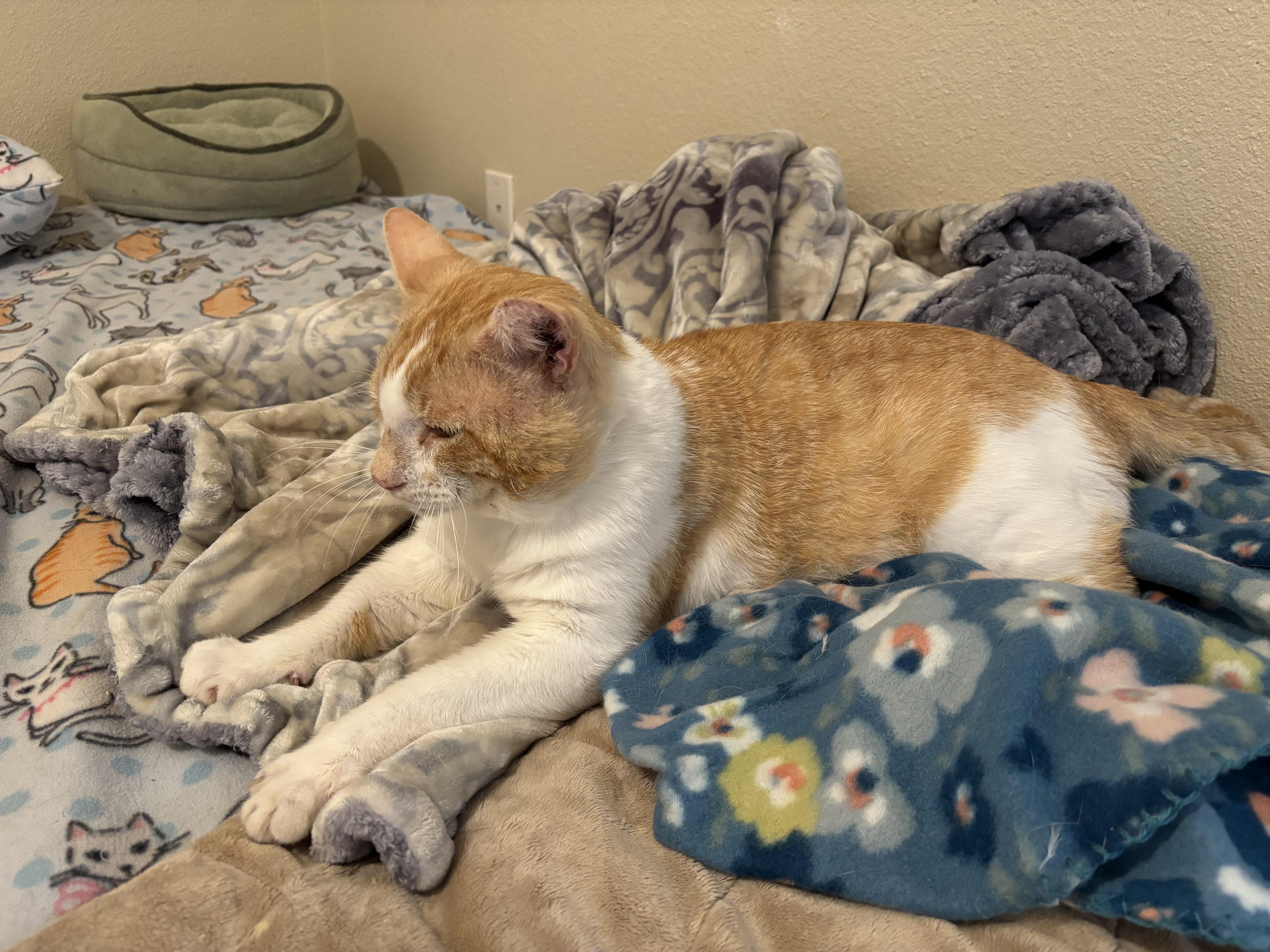 Donny, an adopted American Shorthair in Springdale, AR image 3/6