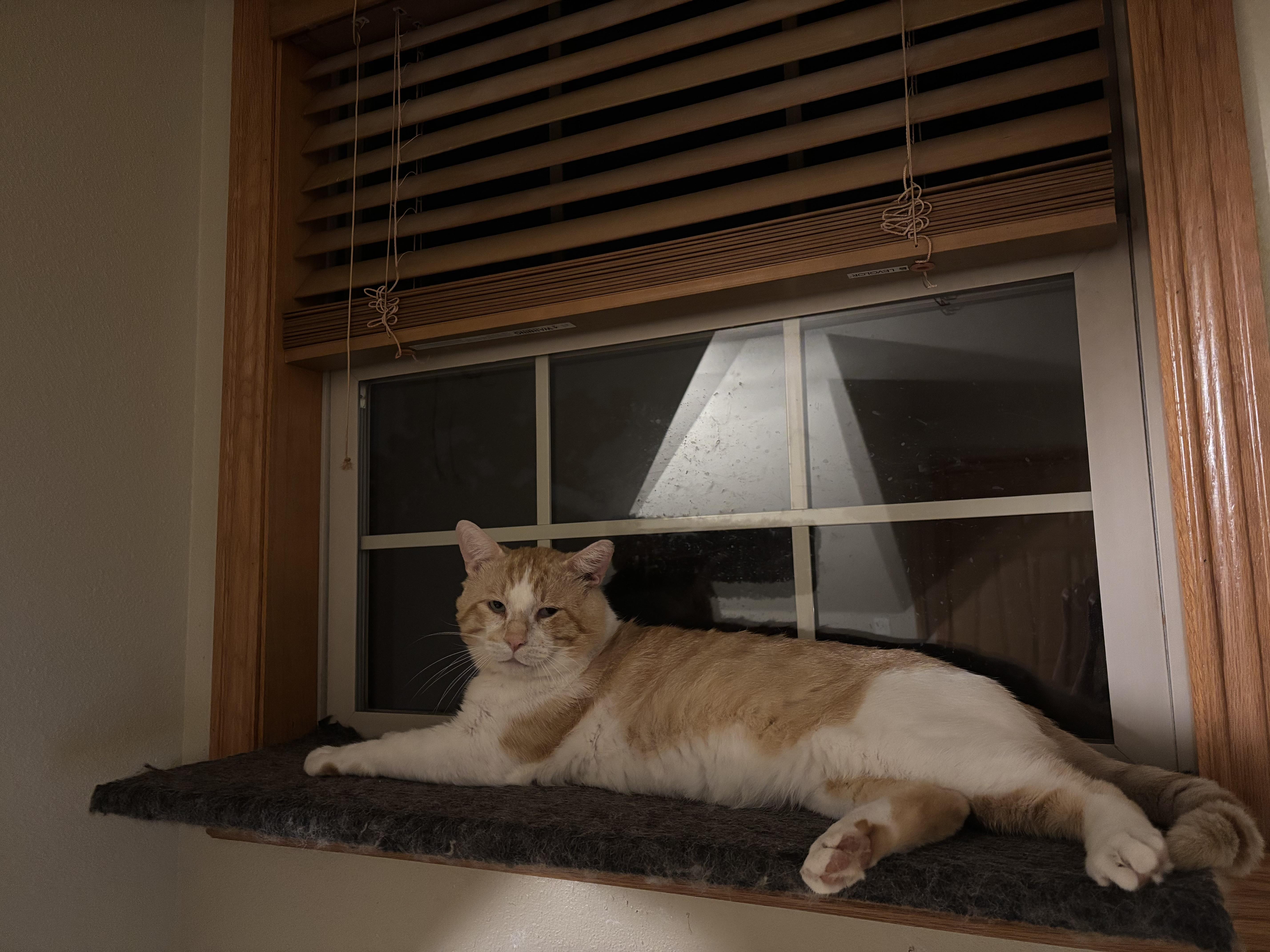 Donny, an adopted American Shorthair in Springdale, AR image 6/6