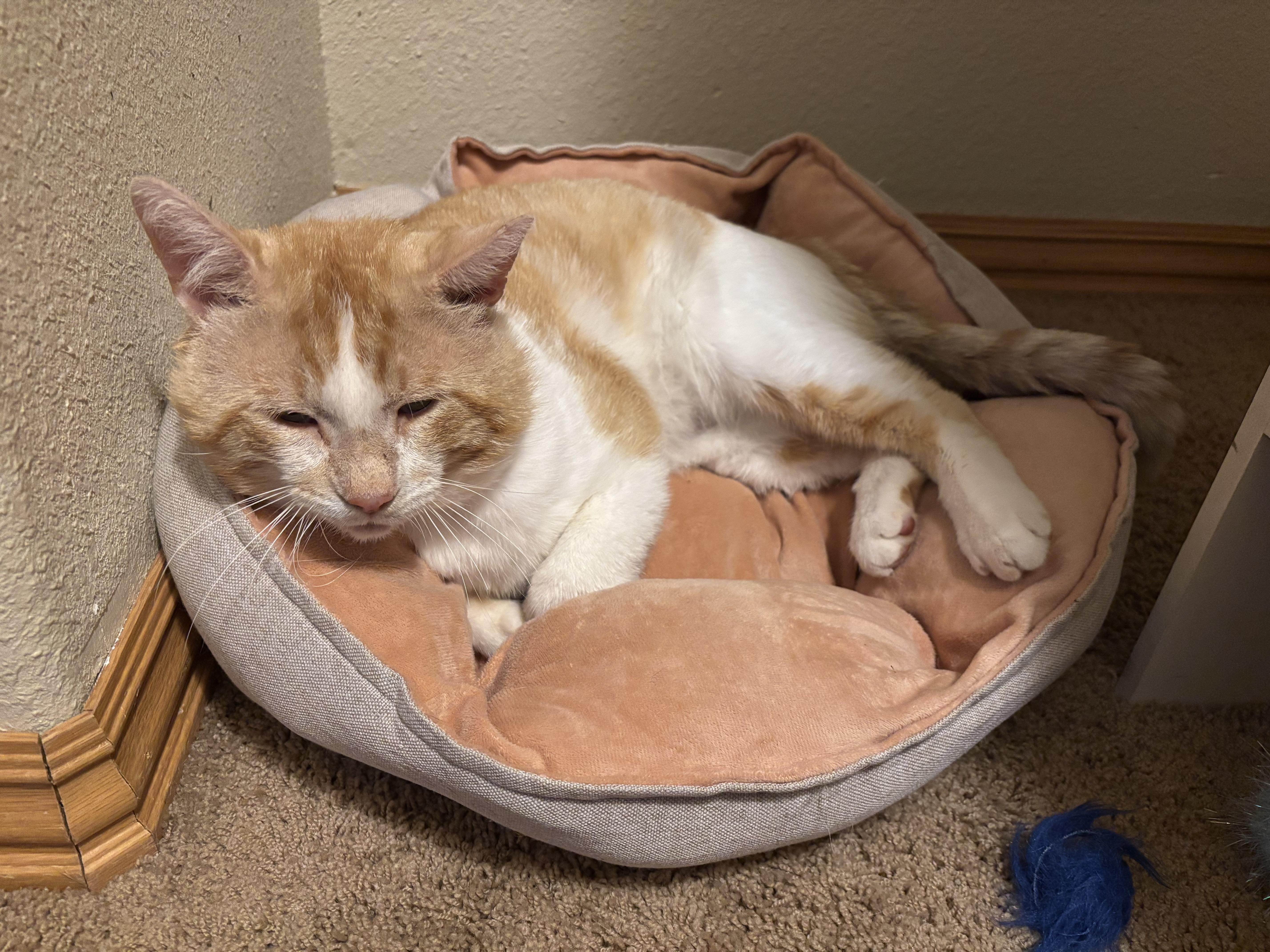 Donny, an adopted American Shorthair in Springdale, AR image 2/6