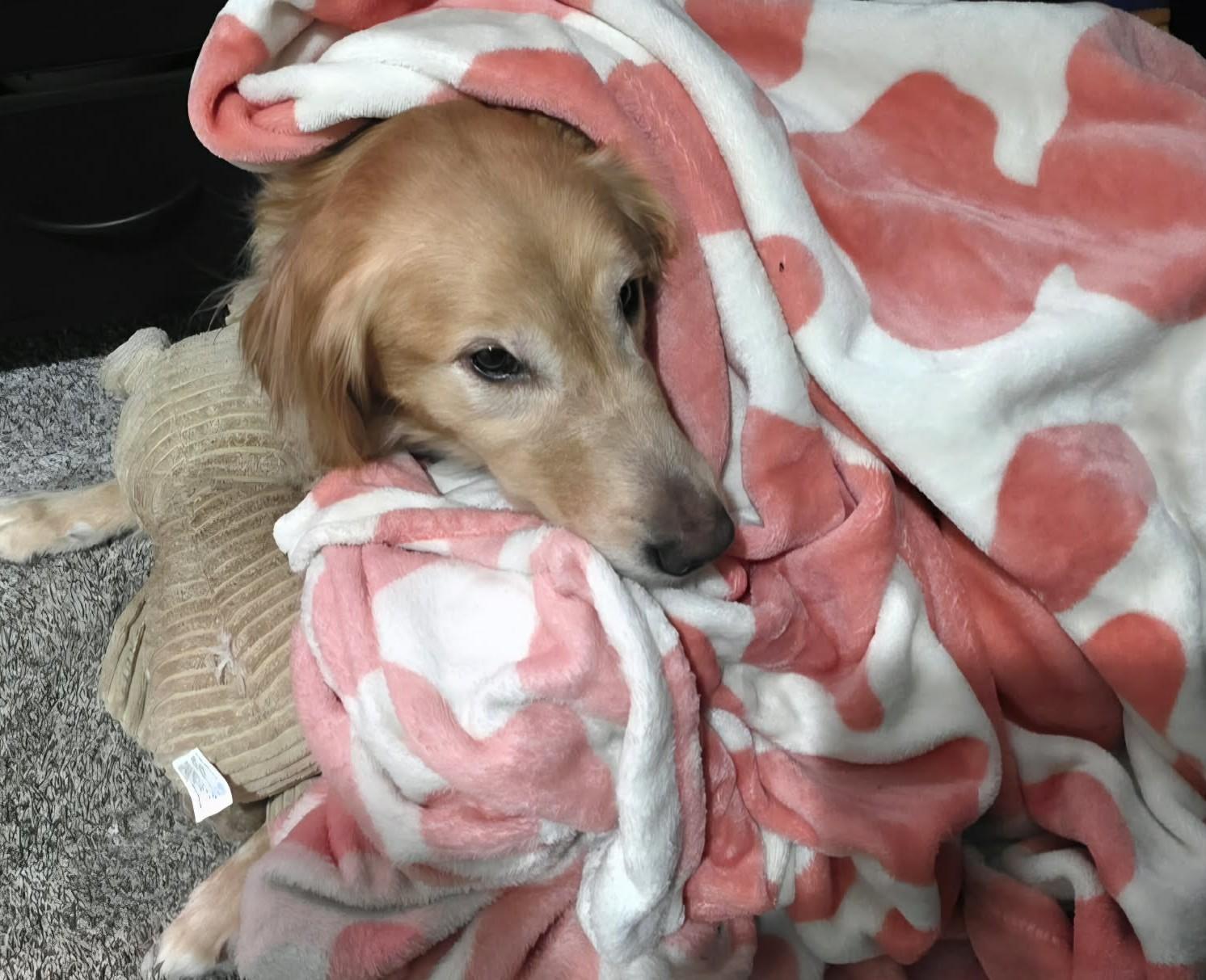 Birdie Mae, an adopted Golden Retriever in Kiowa, OK image 3/6