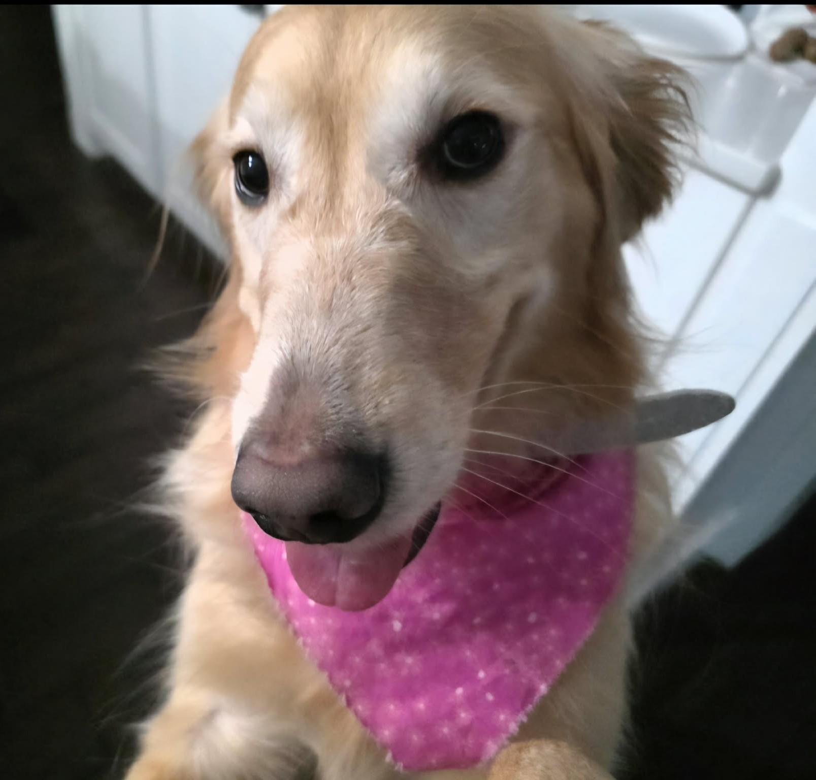 Birdie Mae, an adopted Golden Retriever in Kiowa, OK image 2/6