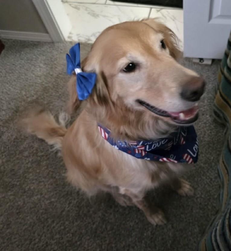 Birdie Mae, an adopted Golden Retriever in Kiowa, OK image 5/6