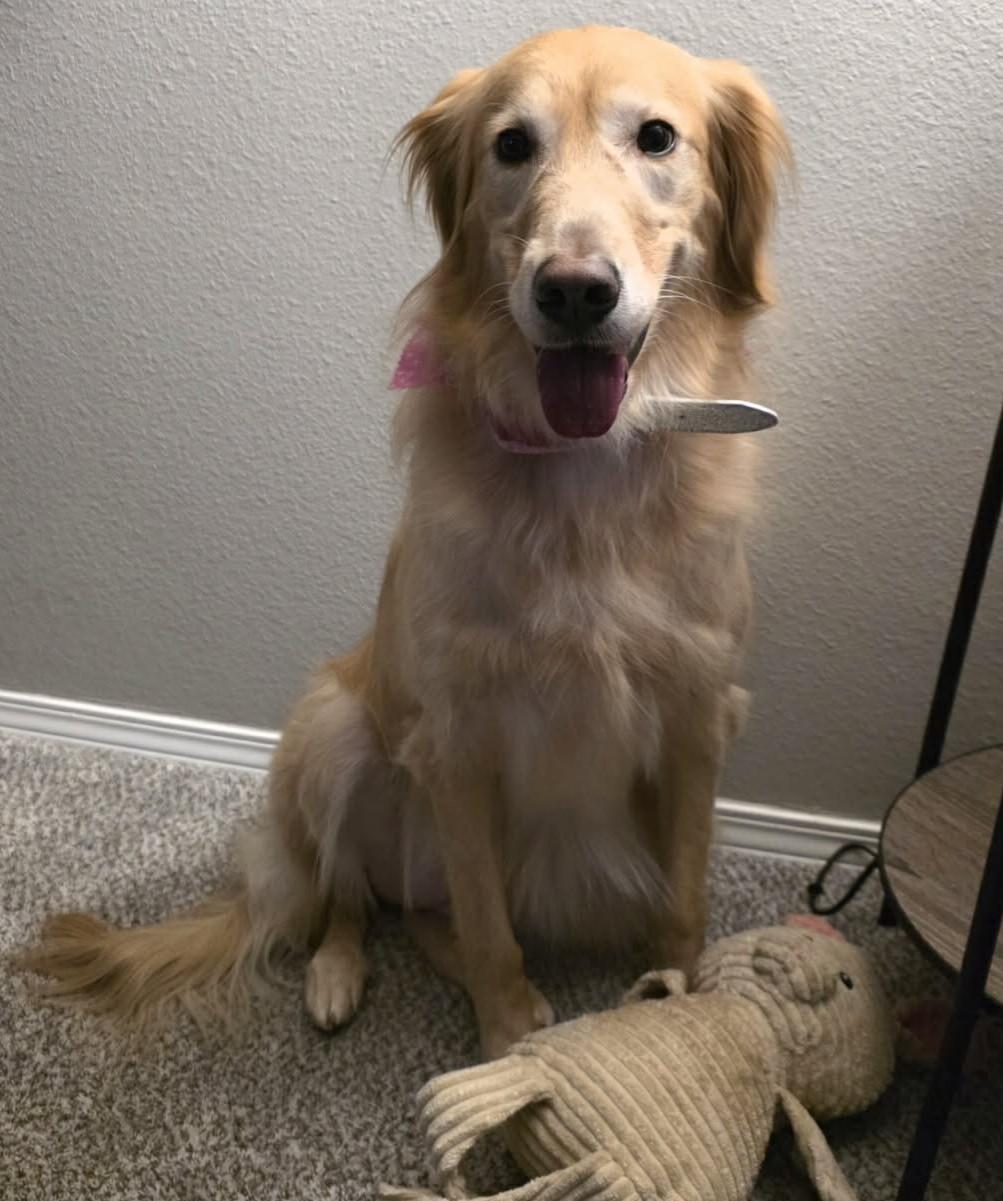 Birdie Mae, adopted, Adult Female Golden Retriever.