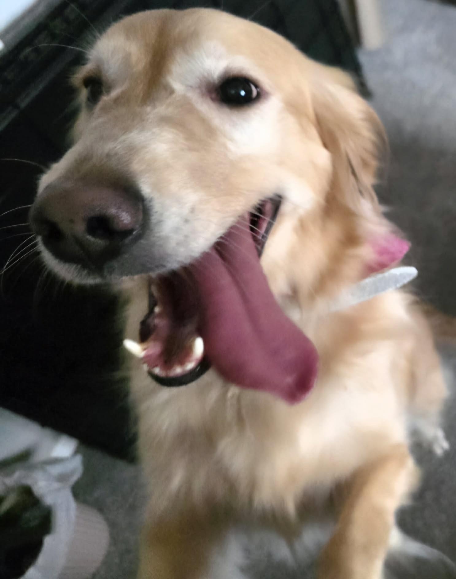 Birdie Mae, an adopted Golden Retriever in Kiowa, OK image 6/6