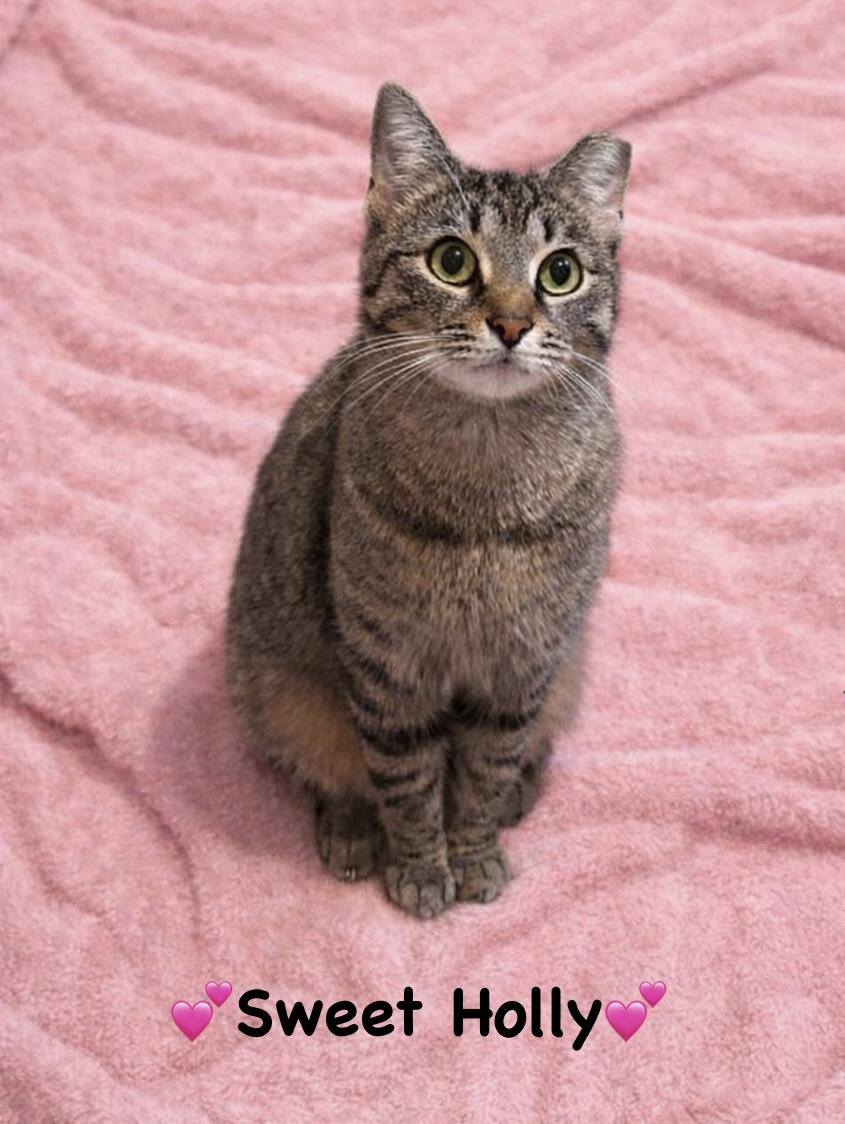Holly, ADOPTABLE, Young Female Tabby.