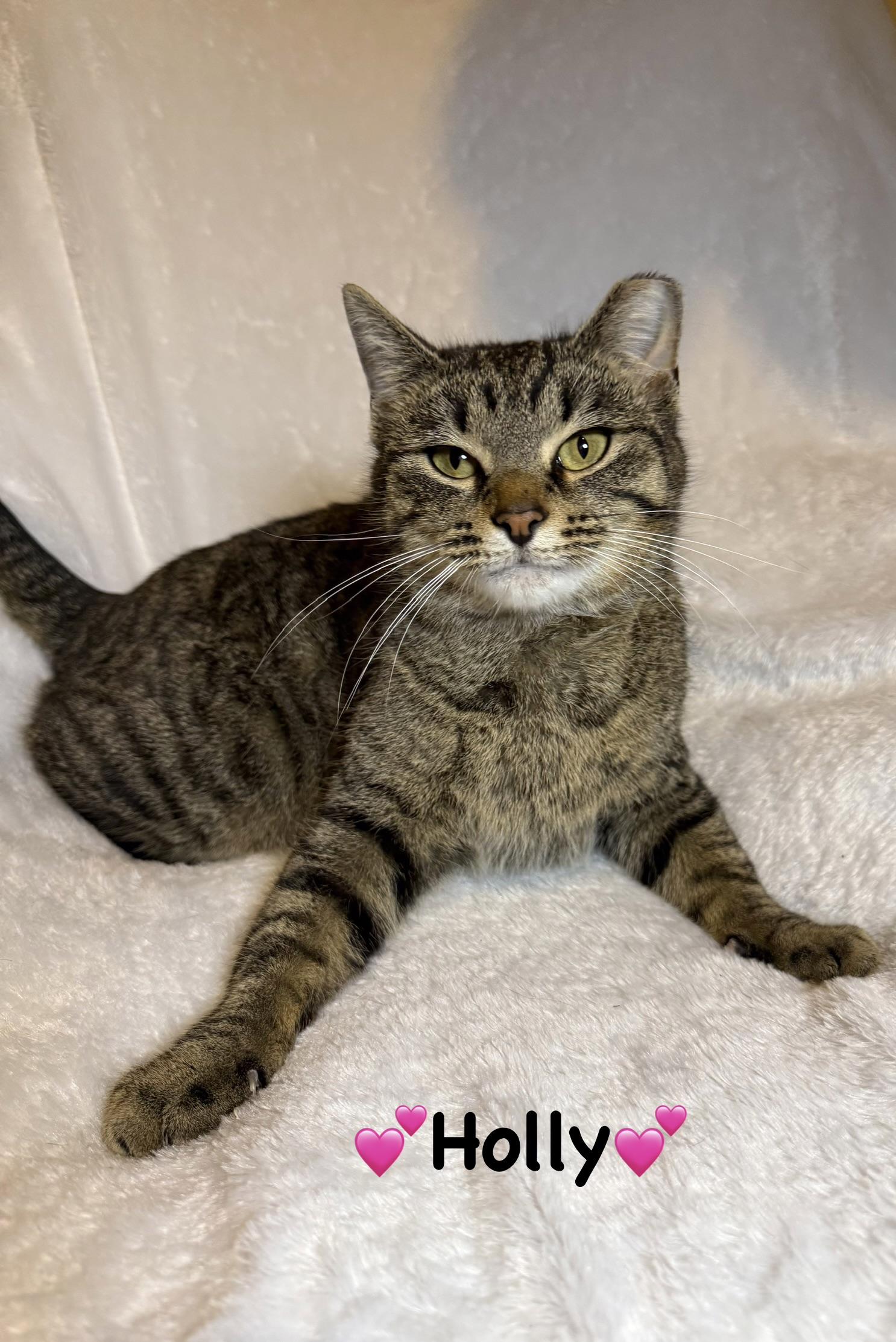 Enlarge Holly, a ADOPTABLE Tabby in Copley, OH image 1/1