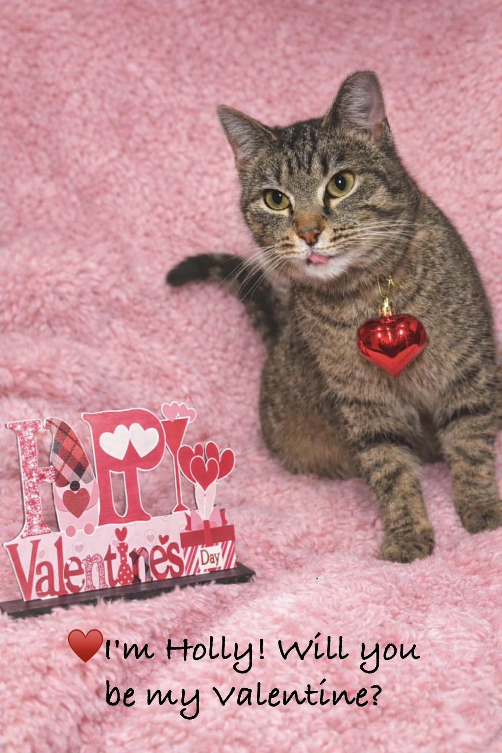 Holly, ADOPTABLE, Young Female Tabby.