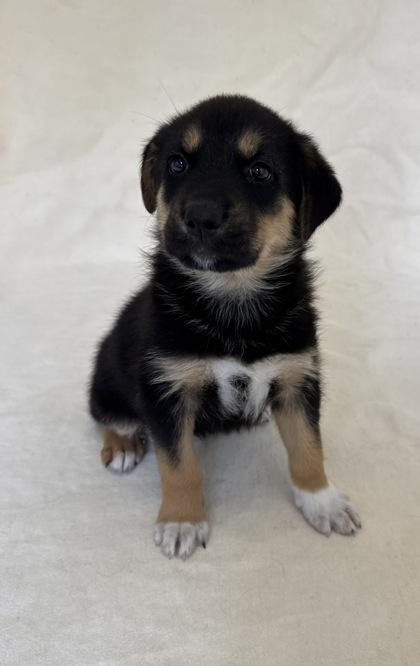 Marigold, ADOPTABLE, Young Female German Shepherd Dog.