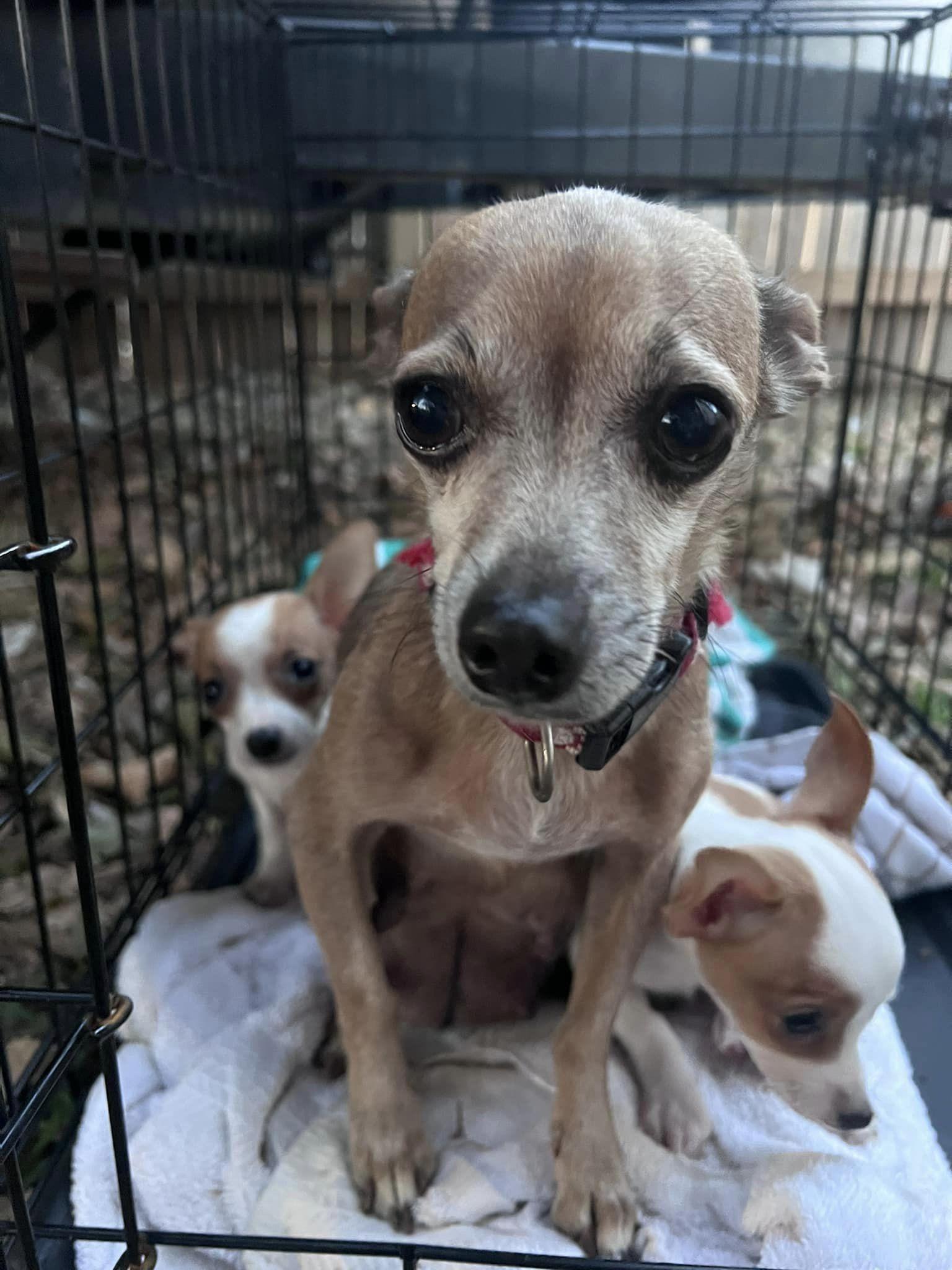 Enlarge Sharon, a Adopted mixed breed in Broken Arrow, OK image 1/1
