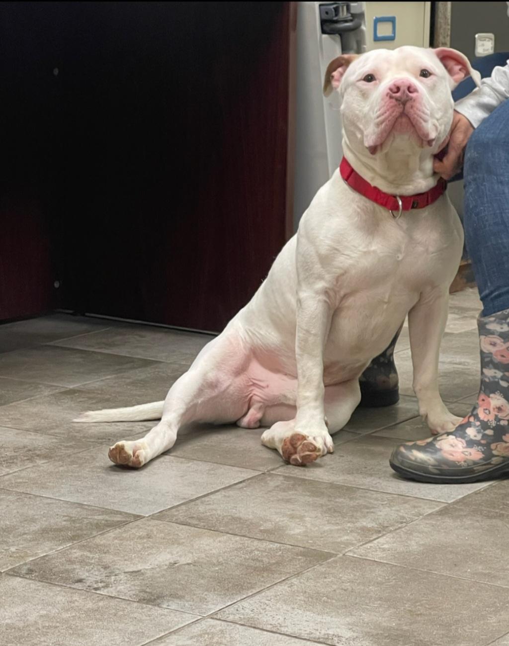 Enlarge Maverick, a ADOPTABLE Pit Bull Terrier in Sewaren, NJ image 2/2
