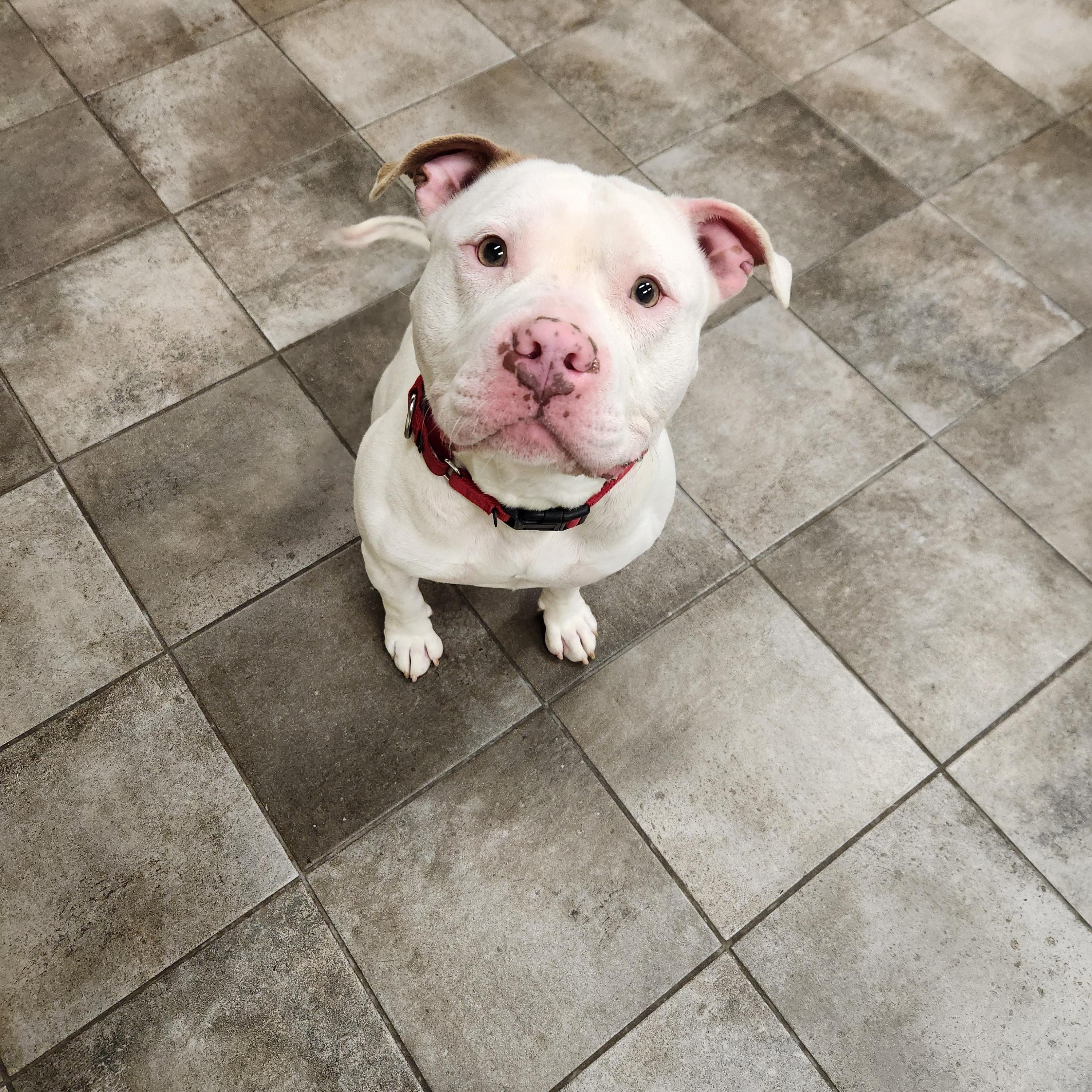Enlarge Maverick, a ADOPTABLE Pit Bull Terrier in Sewaren, NJ image 1/2
