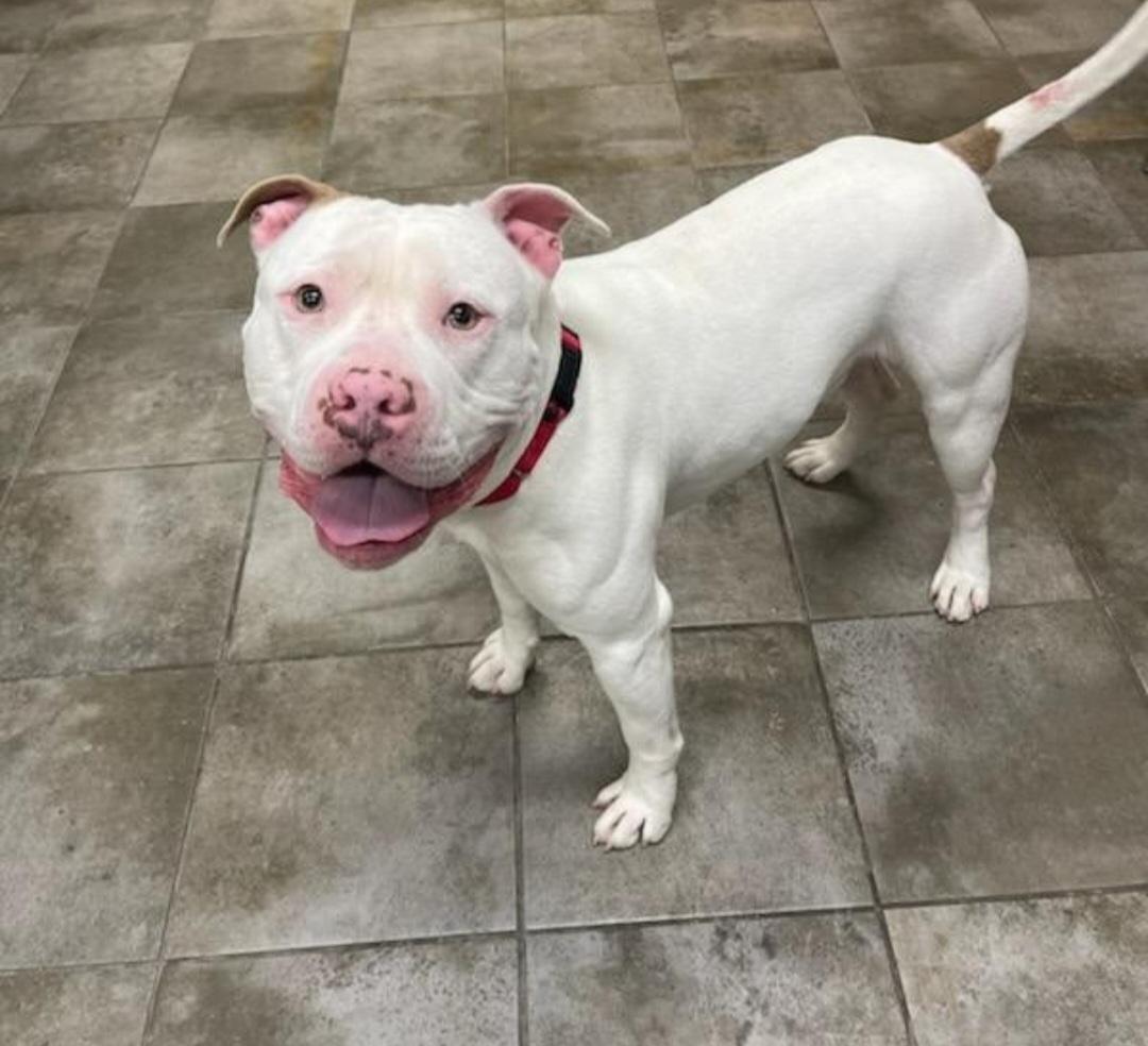 Enlarge Maverick, a ADOPTABLE Pit Bull Terrier in Sewaren, NJ image 1/2