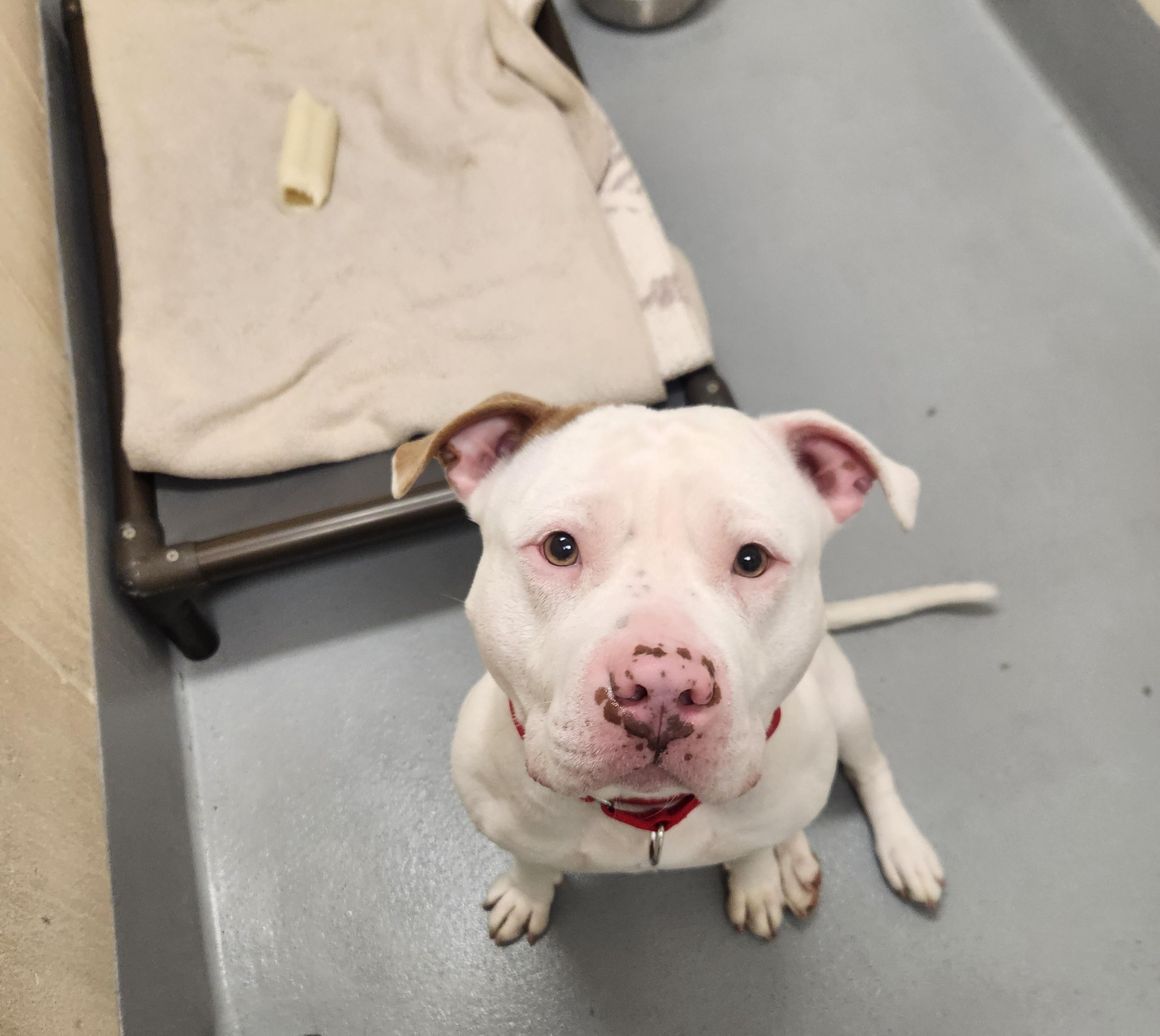 Enlarge Maverick, a ADOPTABLE Pit Bull Terrier in Sewaren, NJ image 2/2