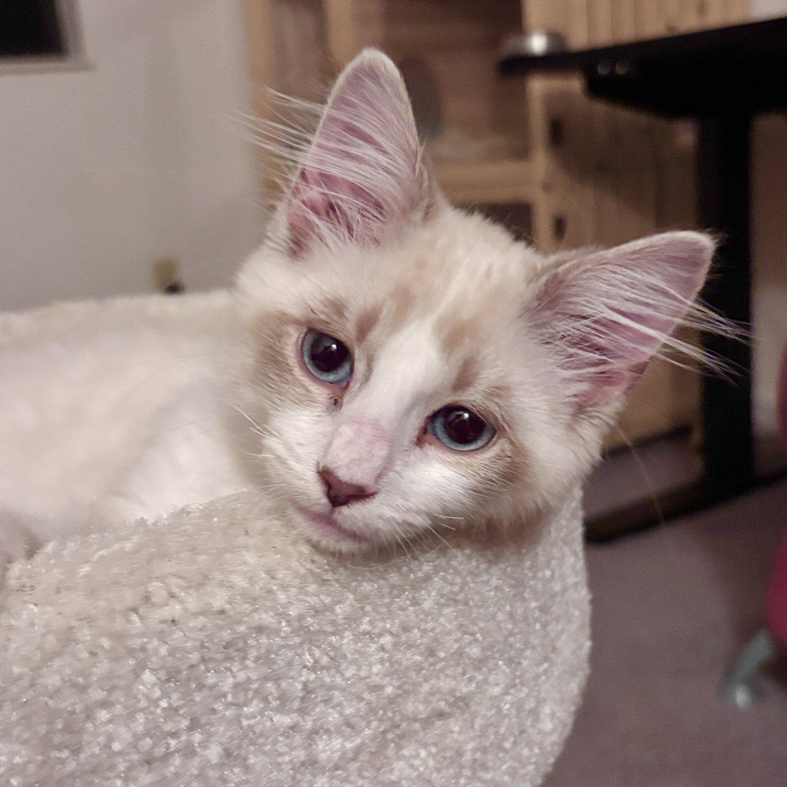 Enlarge Bruno, a Adopted Domestic Medium Hair in Sonora, CA image 1/1