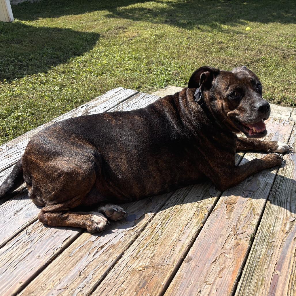Queen Dolly, Adoptable, Senior Female Mixed Breed.