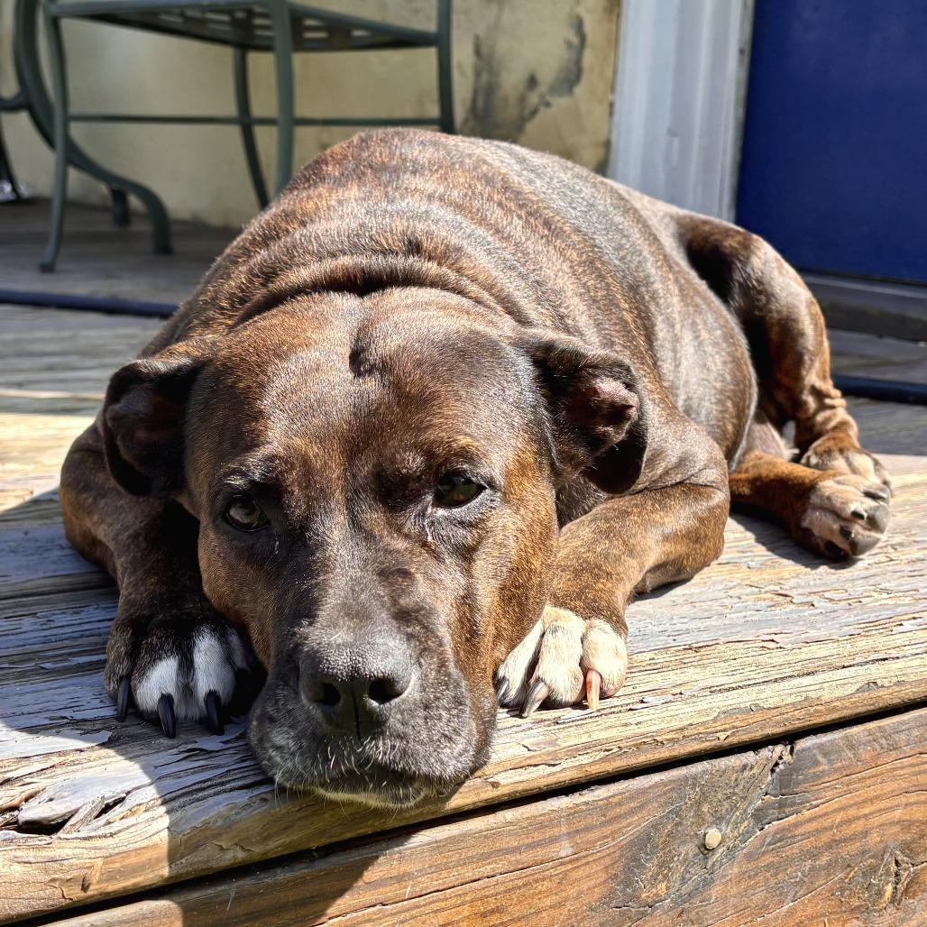 Enlarge Queen Dolly, a Adoptable Mixed Breed in Philadelphia, PA image 2/6