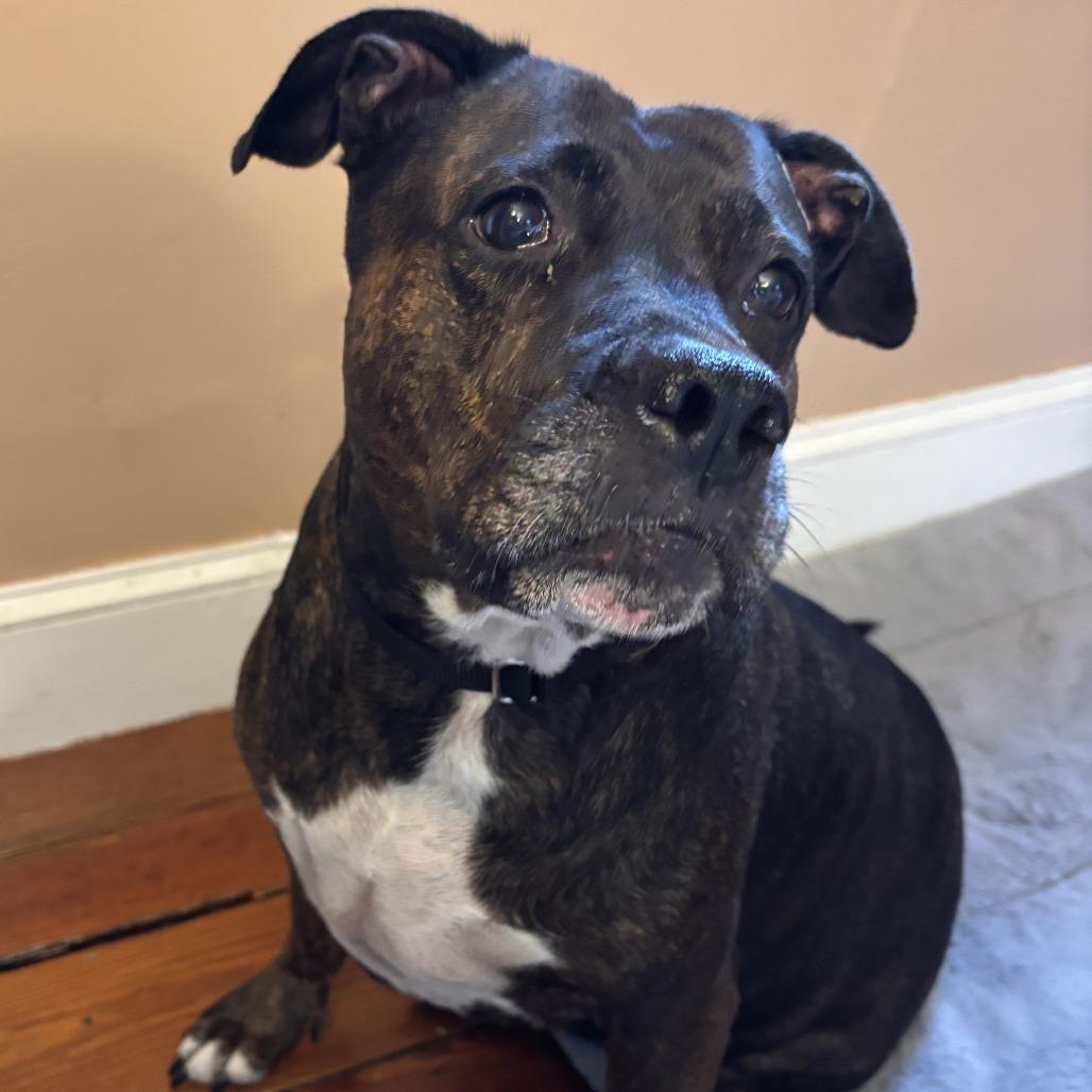 Enlarge Queen Dolly, a Adoptable Mixed Breed in Philadelphia, PA image 3/6