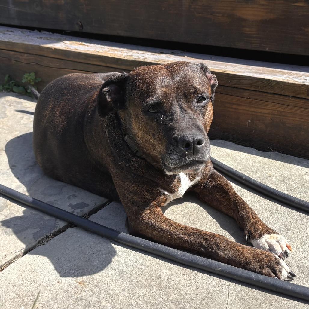 Enlarge Queen Dolly, a Adoptable Mixed Breed in Philadelphia, PA image 4/6
