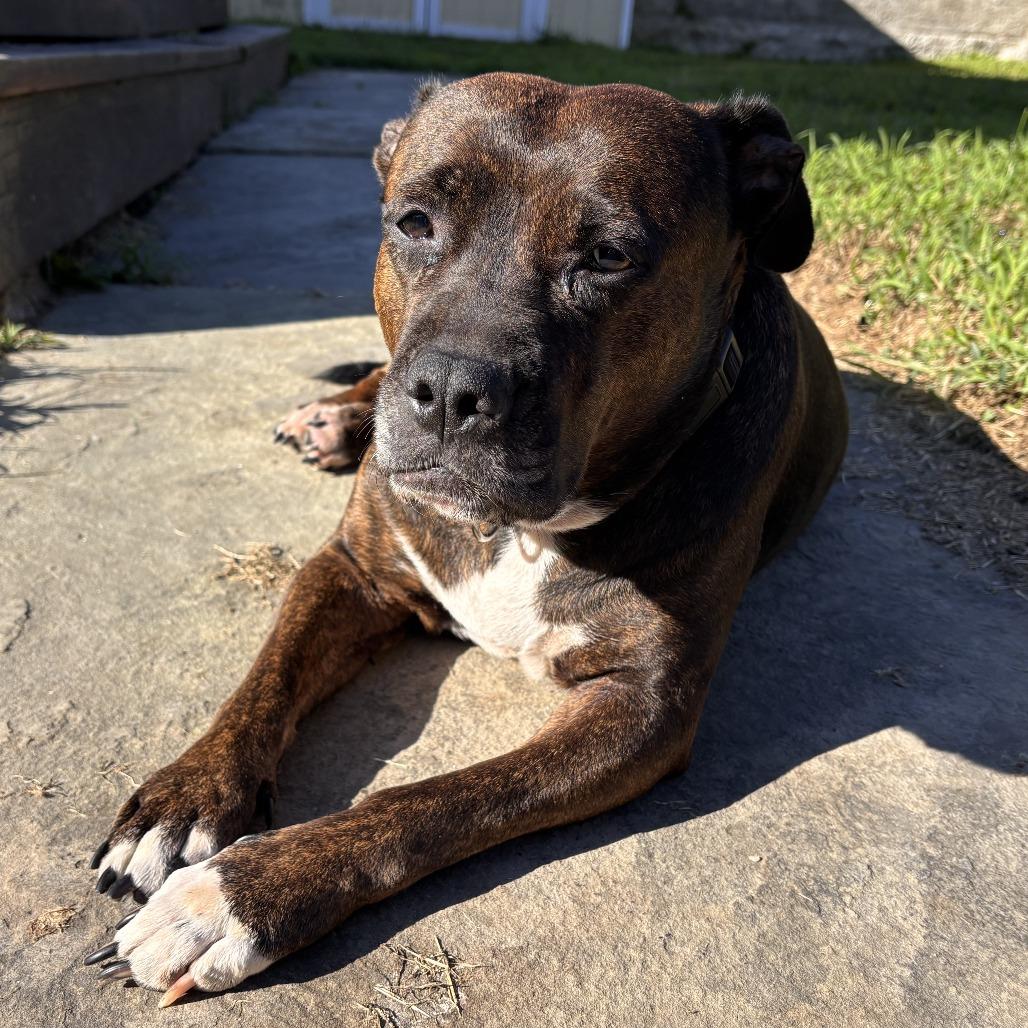 Enlarge Queen Dolly, a Adoptable Mixed Breed in Philadelphia, PA image 5/6