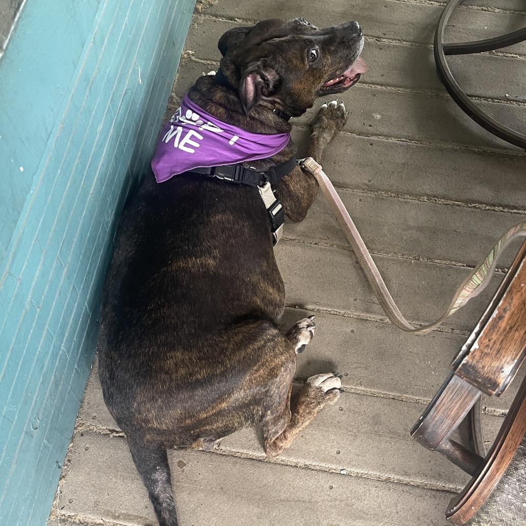 Enlarge Queen Dolly, a Adoptable Mixed Breed in Philadelphia, PA image 6/6
