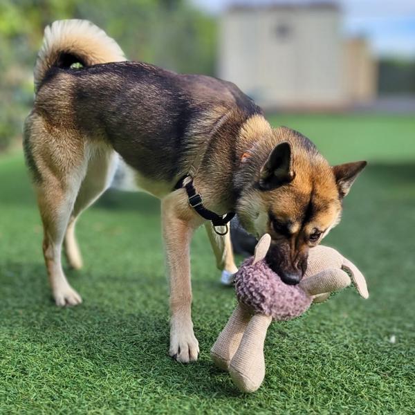 Enlarge Kurumi, a Adoptable mixed breed in Vallejo, CA image 1/6