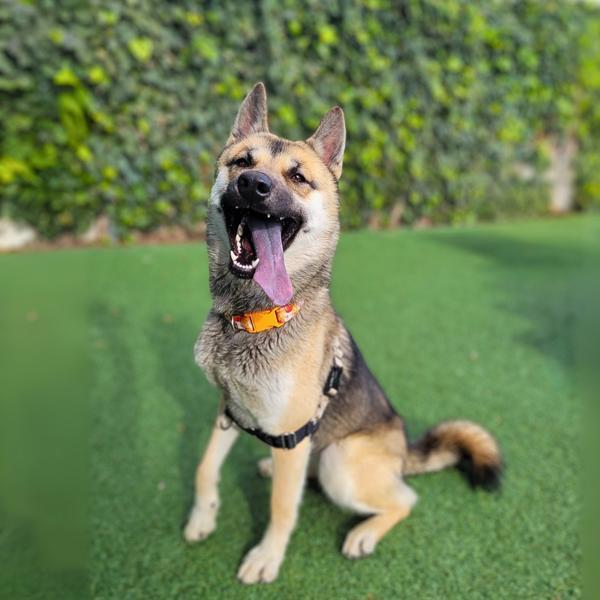 Enlarge Kurumi, a Adoptable mixed breed in Vallejo, CA image 3/6