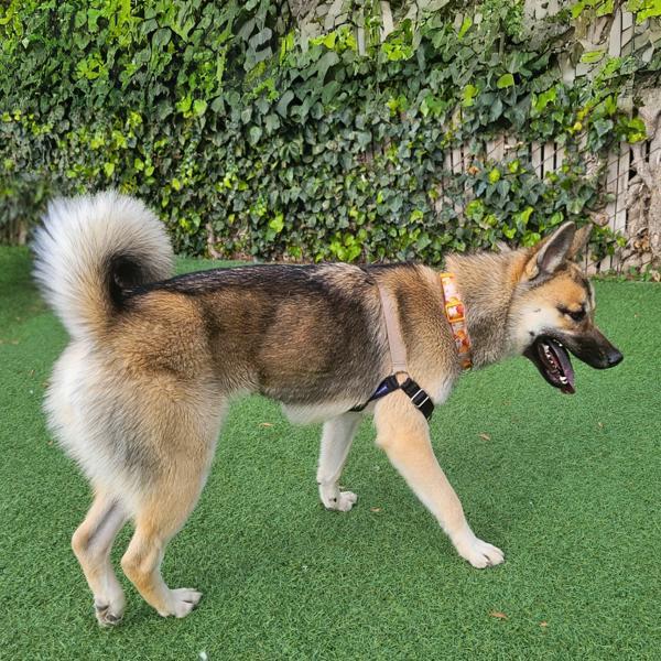 Enlarge Kurumi, a Adoptable mixed breed in Vallejo, CA image 4/6