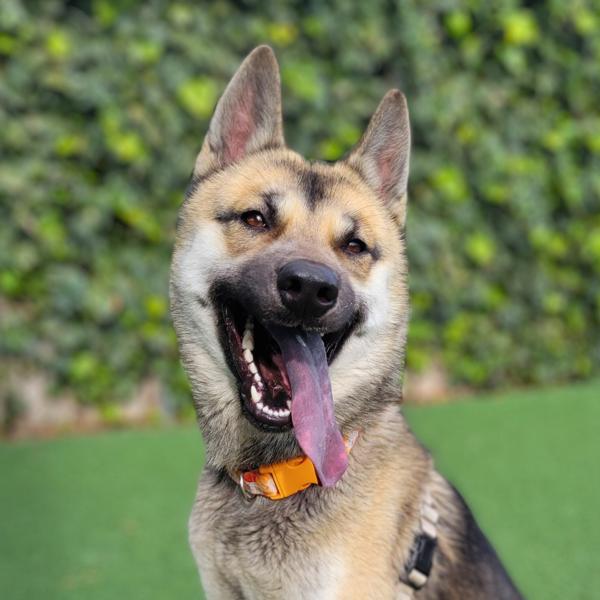 Enlarge Kurumi, a Adoptable mixed breed in Vallejo, CA image 2/6