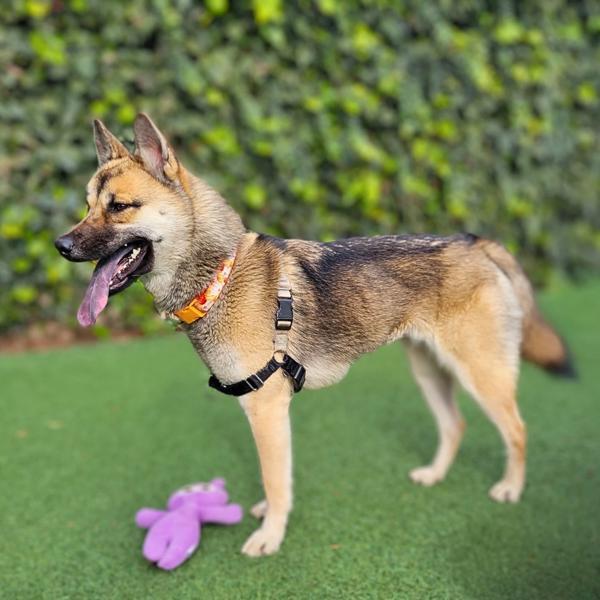 Enlarge Kurumi, a Adoptable mixed breed in Vallejo, CA image 5/6