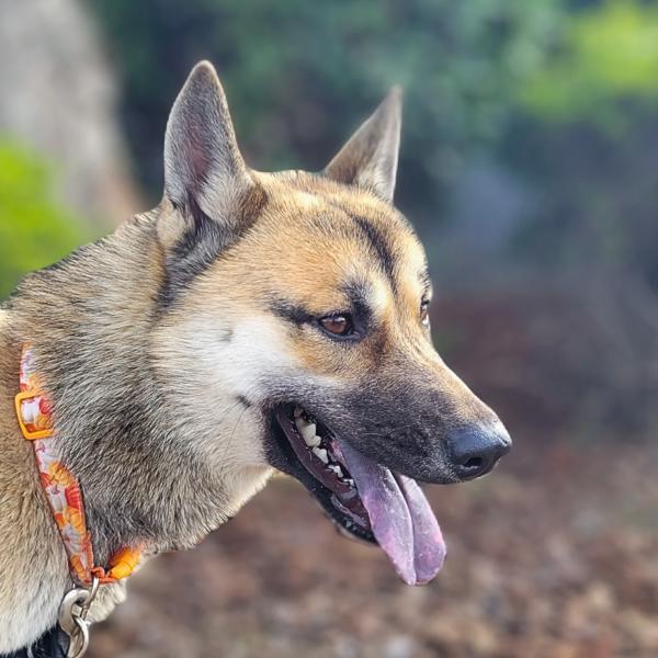 Enlarge Kurumi, a Adoptable mixed breed in Vallejo, CA image 6/6