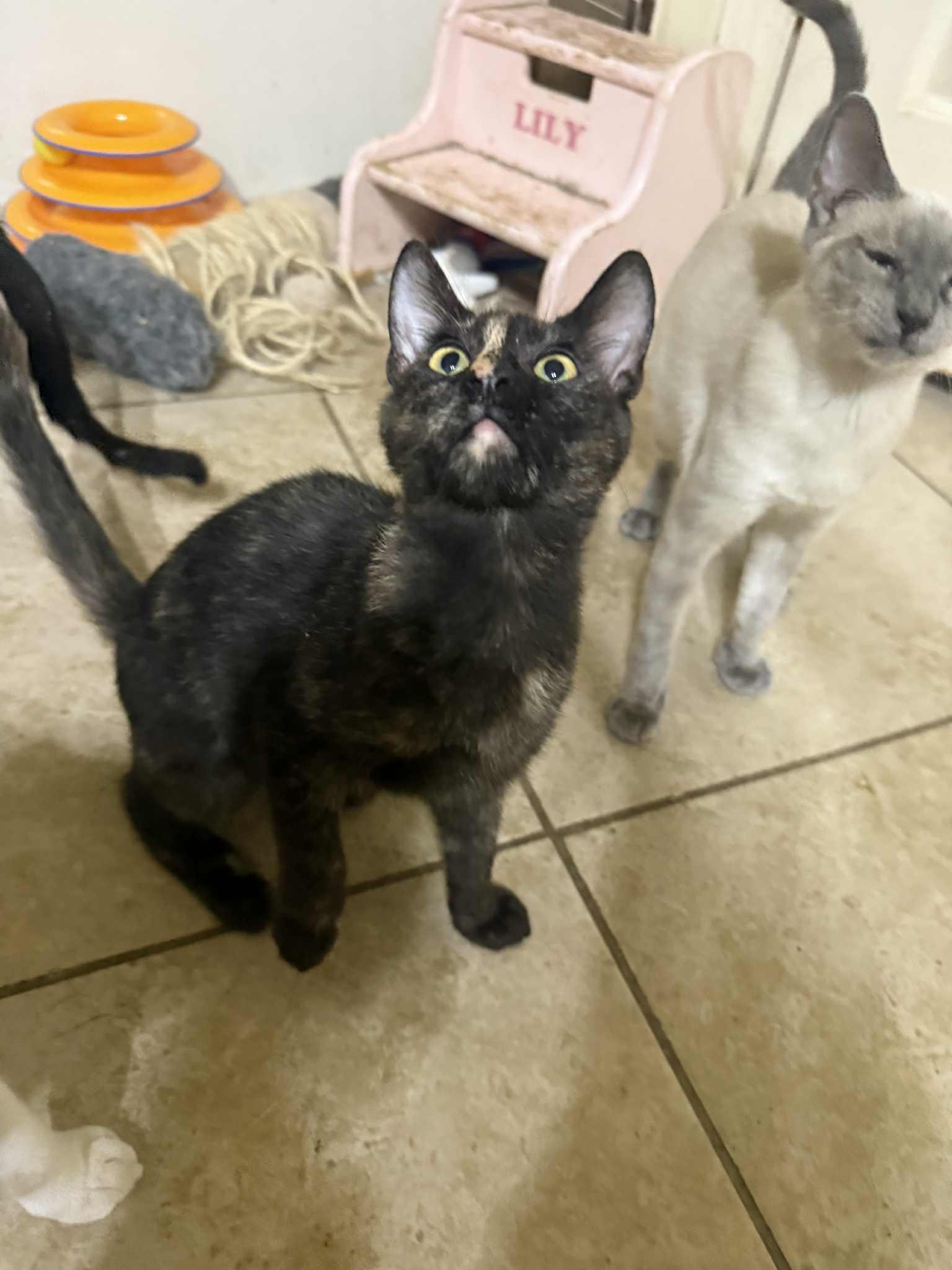 Ruby, Adoptable, Young Female Tortoiseshell.