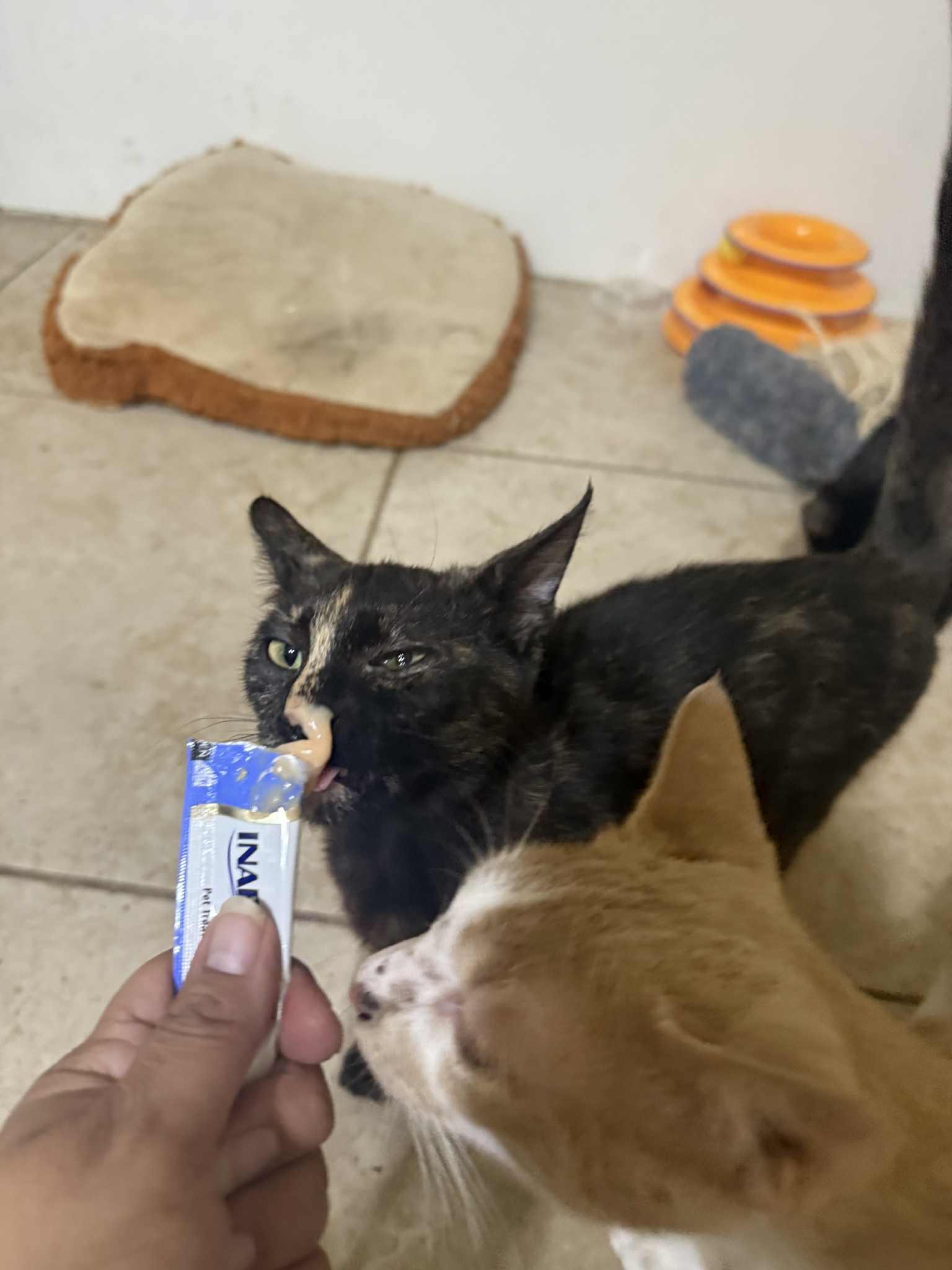 Ruby, a Adoptable Tortoiseshell in Mabank, TX image 3/5