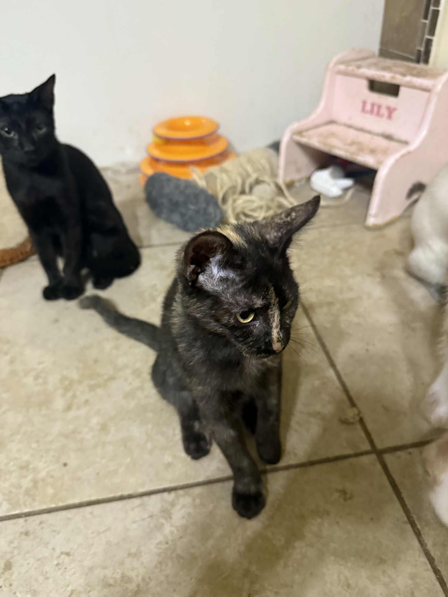 Ruby, a Adoptable Tortoiseshell in Mabank, TX image 4/5