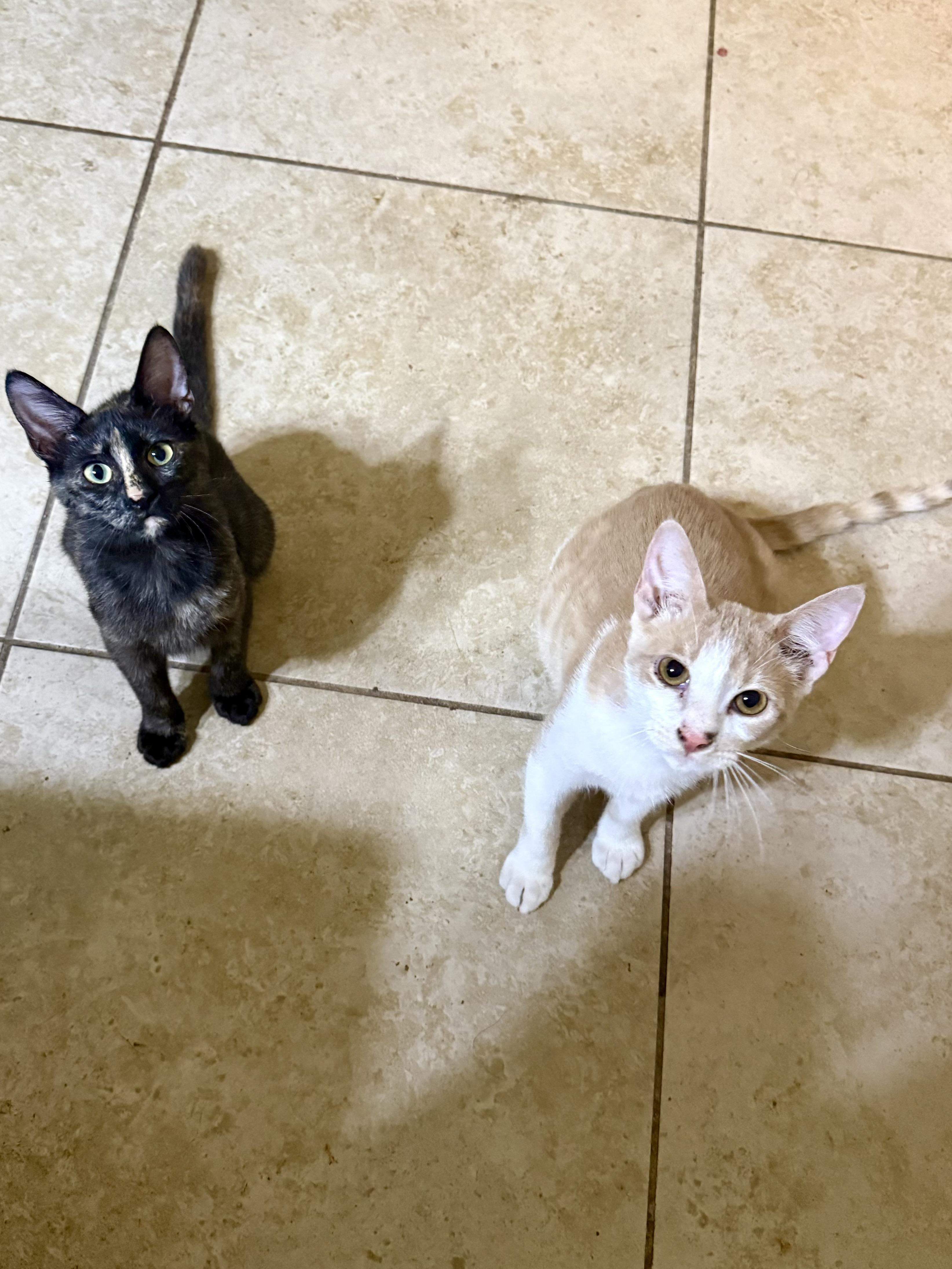 Ruby, a Adoptable Tortoiseshell in Mabank, TX image 5/5