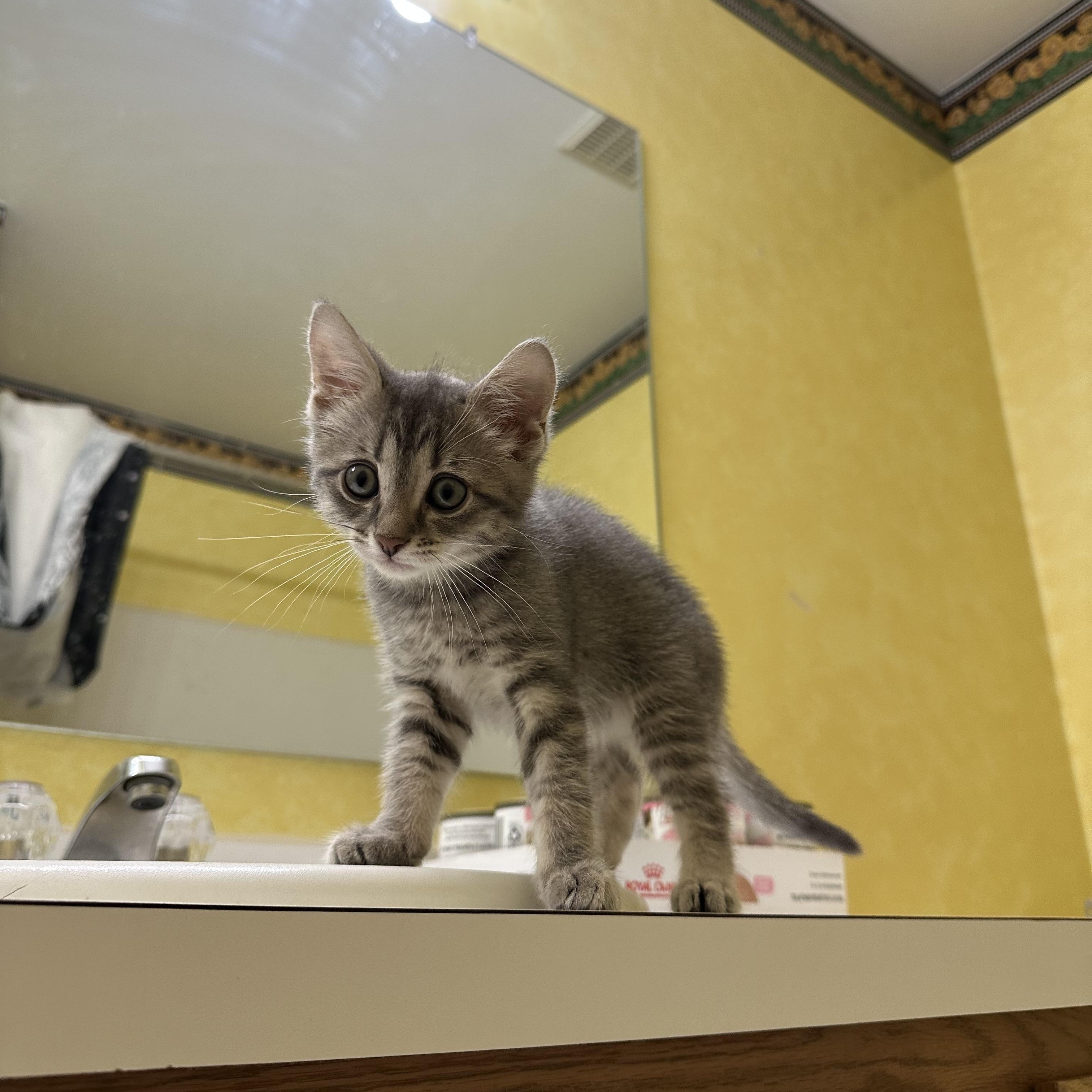 Pancake, a Adoptable Domestic Short Hair in Elkton, MD image 2/3