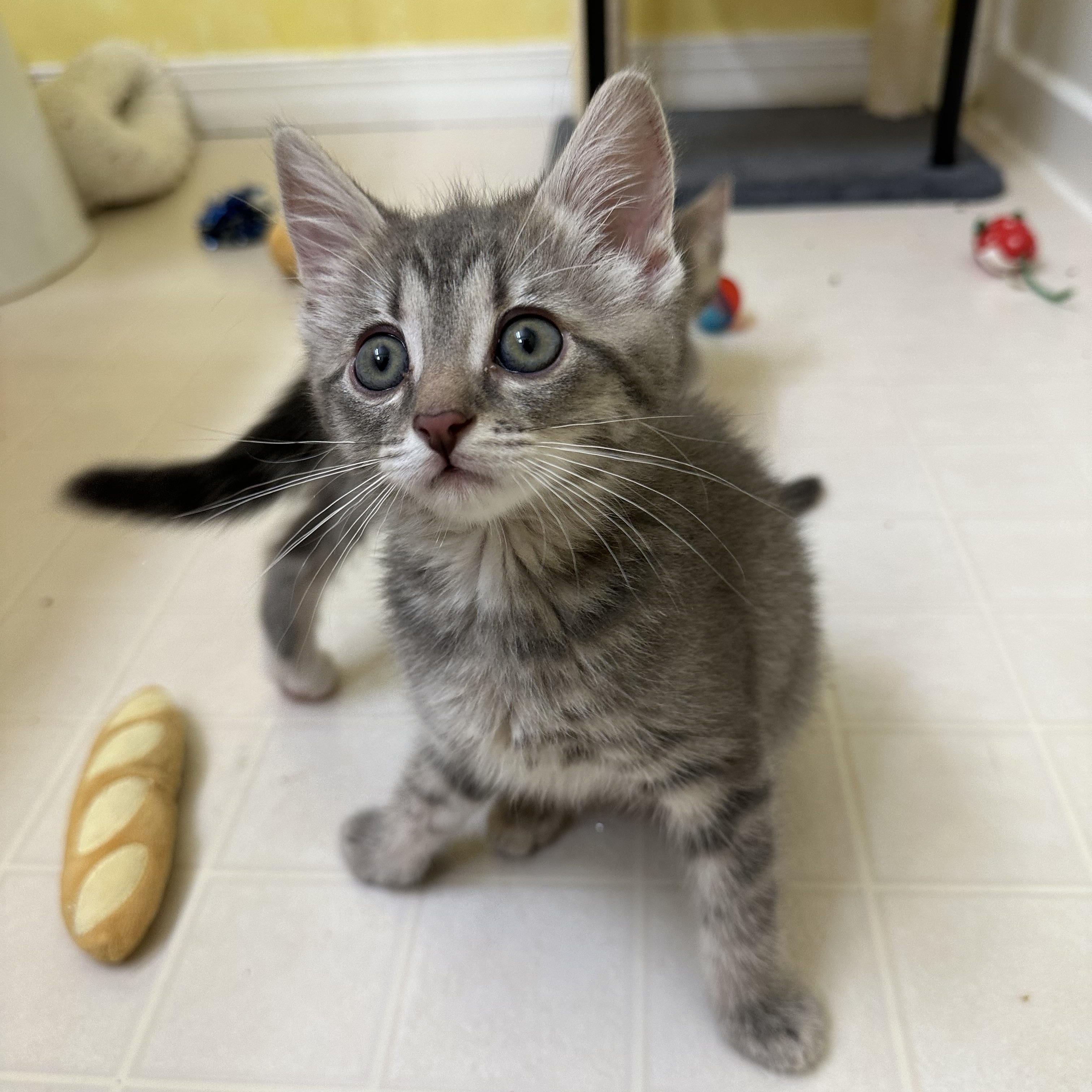 Pancake, a Adoptable Domestic Short Hair in Elkton, MD image 1/3