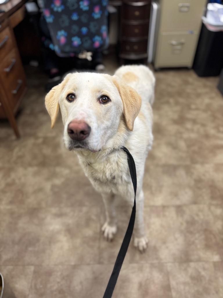 Pal, Adoptable, Adult Male Golden Retriever & Labrador Retriever.
