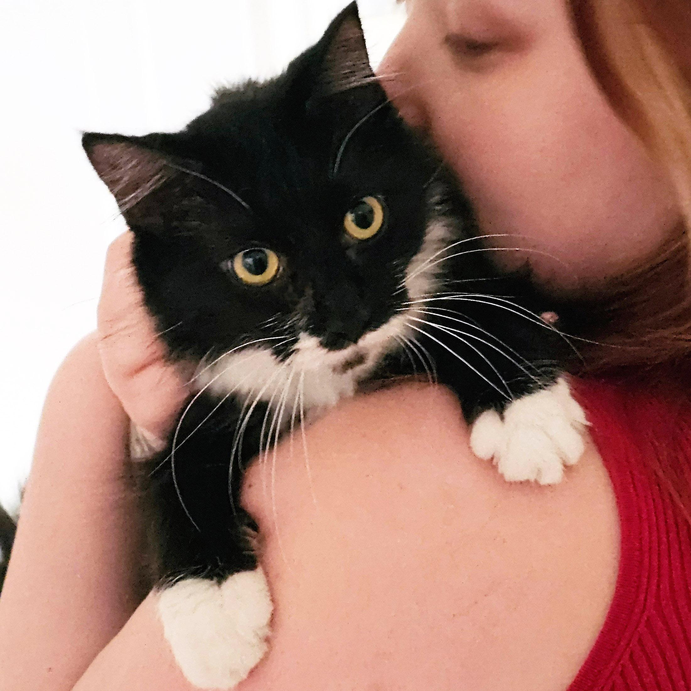 Sprig, ADOPTABLE, Young Female Domestic Long Hair.