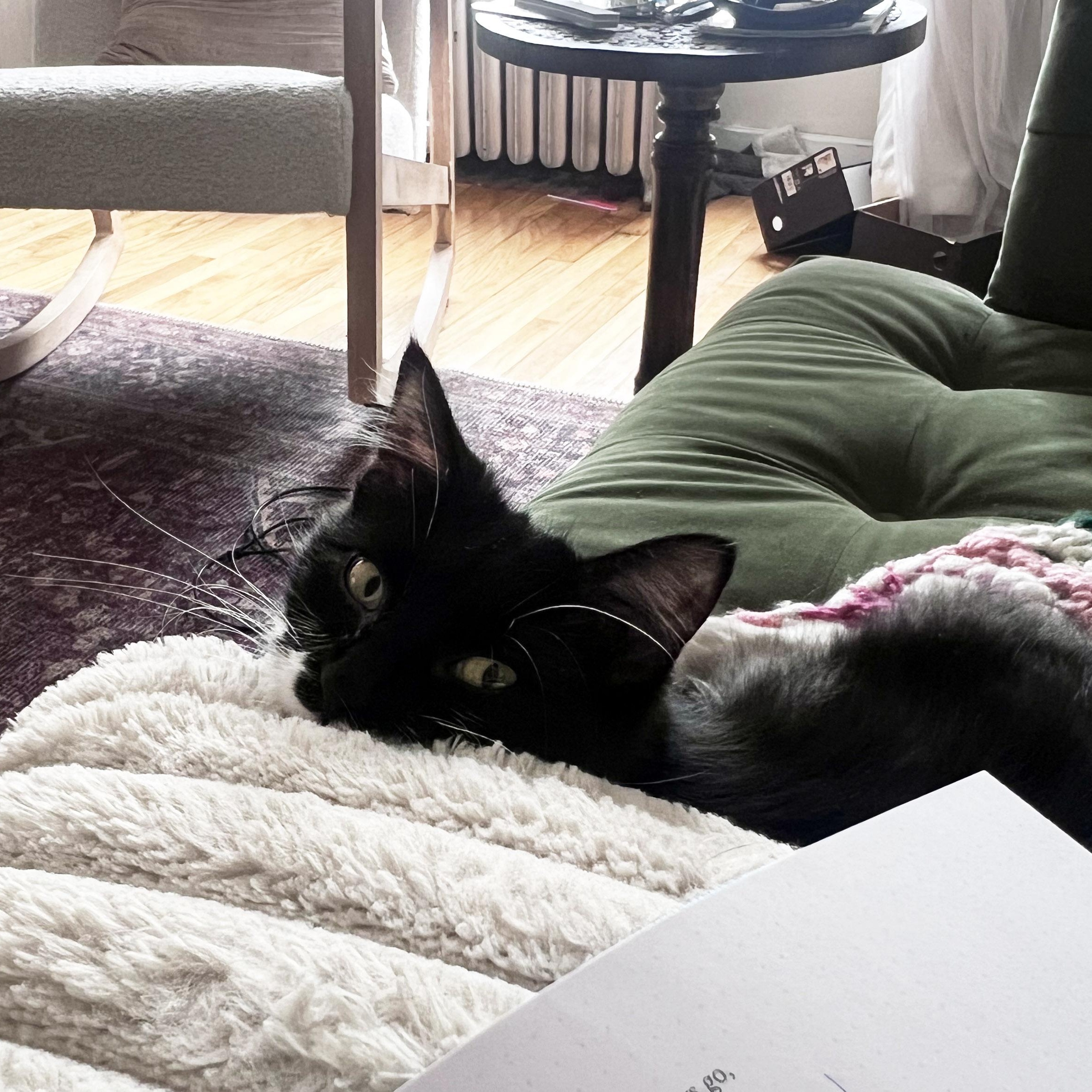 Enlarge Sprig, a ADOPTABLE Domestic Long Hair in Chicago, IL image 5/6