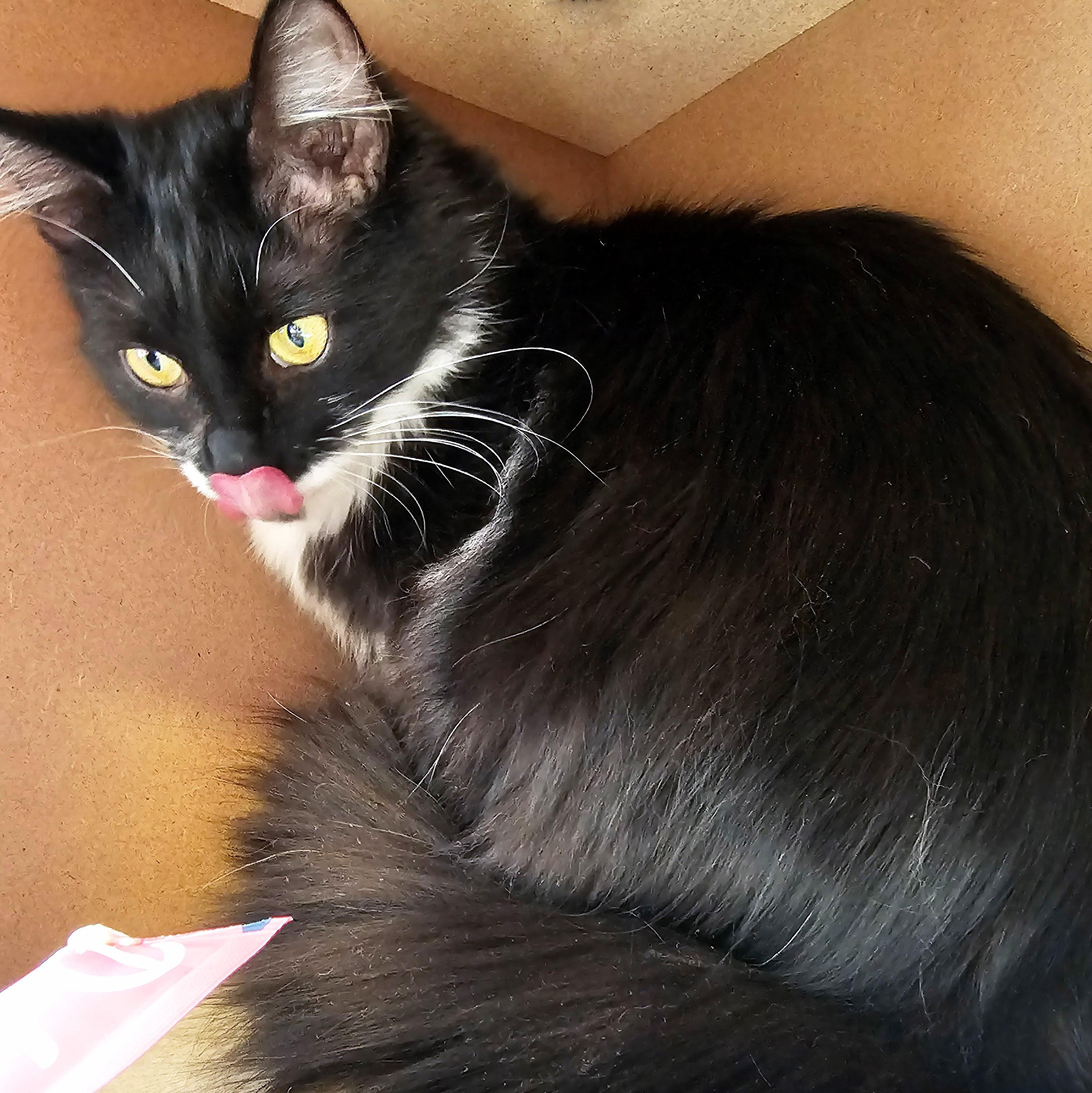 Enlarge Sprig, a ADOPTABLE Domestic Long Hair in Chicago, IL image 6/6