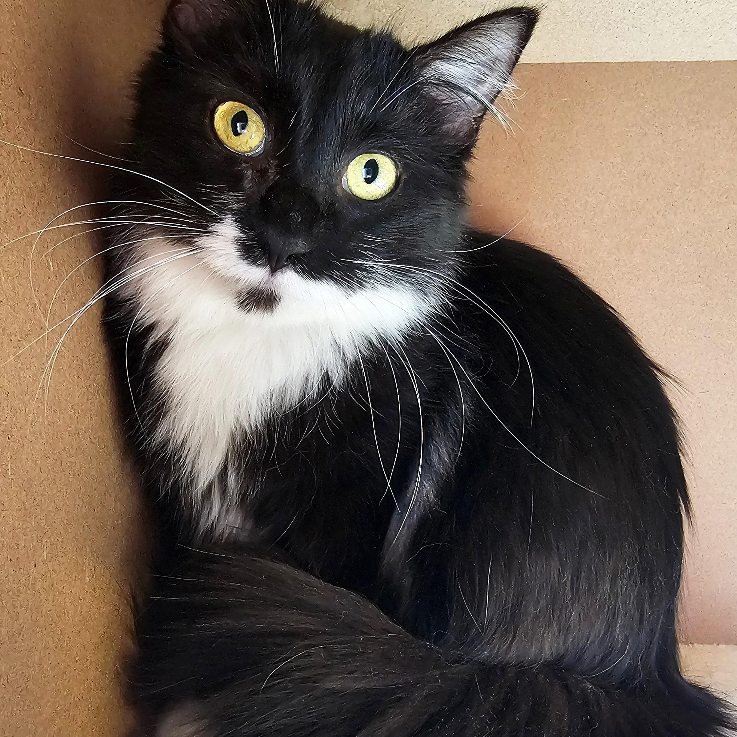 Enlarge Sprig, a ADOPTABLE Domestic Long Hair in Chicago, IL image 2/6