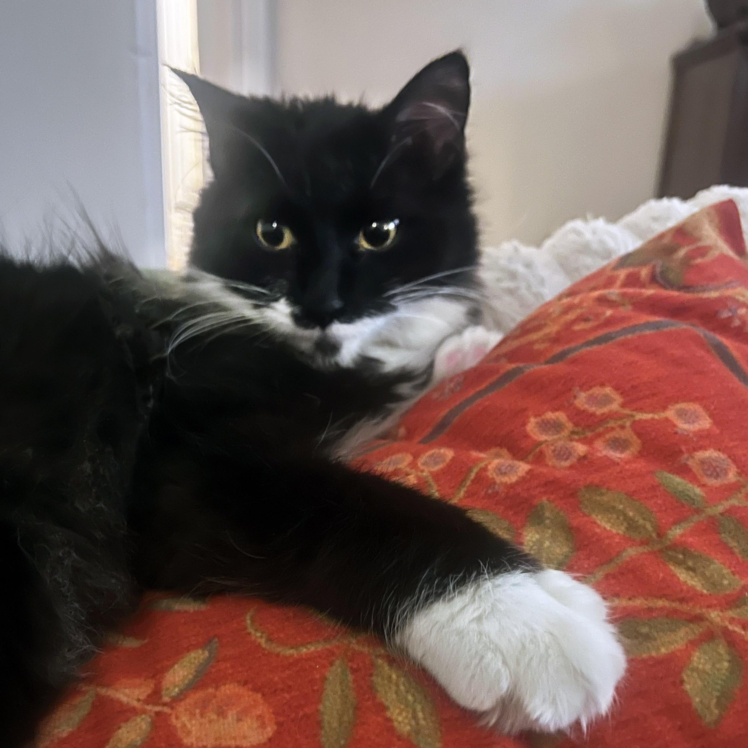 Enlarge Sprig, a ADOPTABLE Domestic Long Hair in Chicago, IL image 3/6
