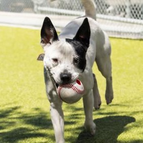 Enlarge Poppy, a Adoptable Rat Terrier in Santa Cruz, CA image 2/6