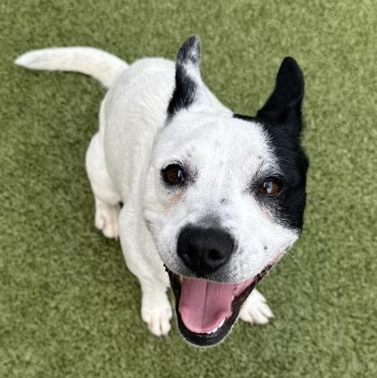 Poppy, Adoptable, Adult Female Rat Terrier.